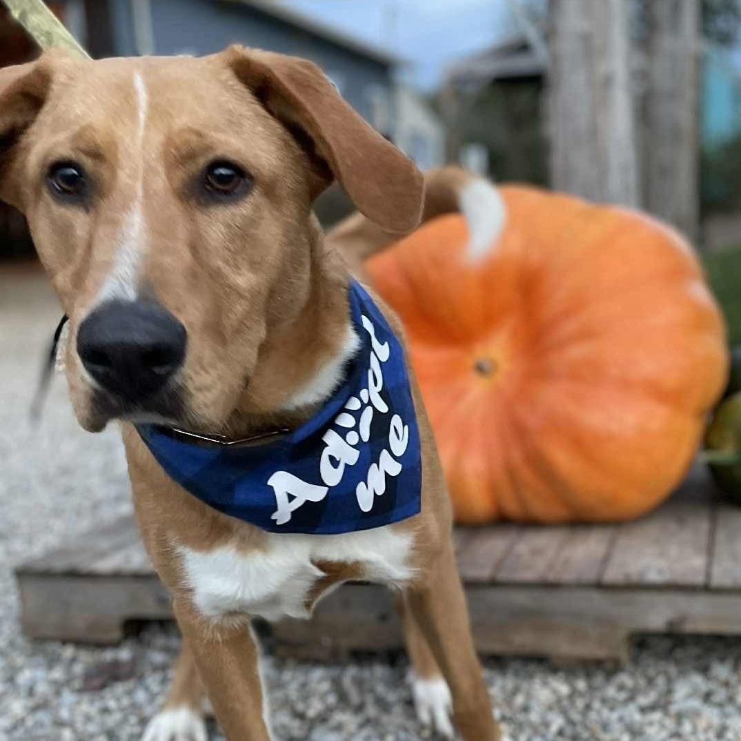 Benny, a Adoptable mixed breed in Louisville, KY image 4/4