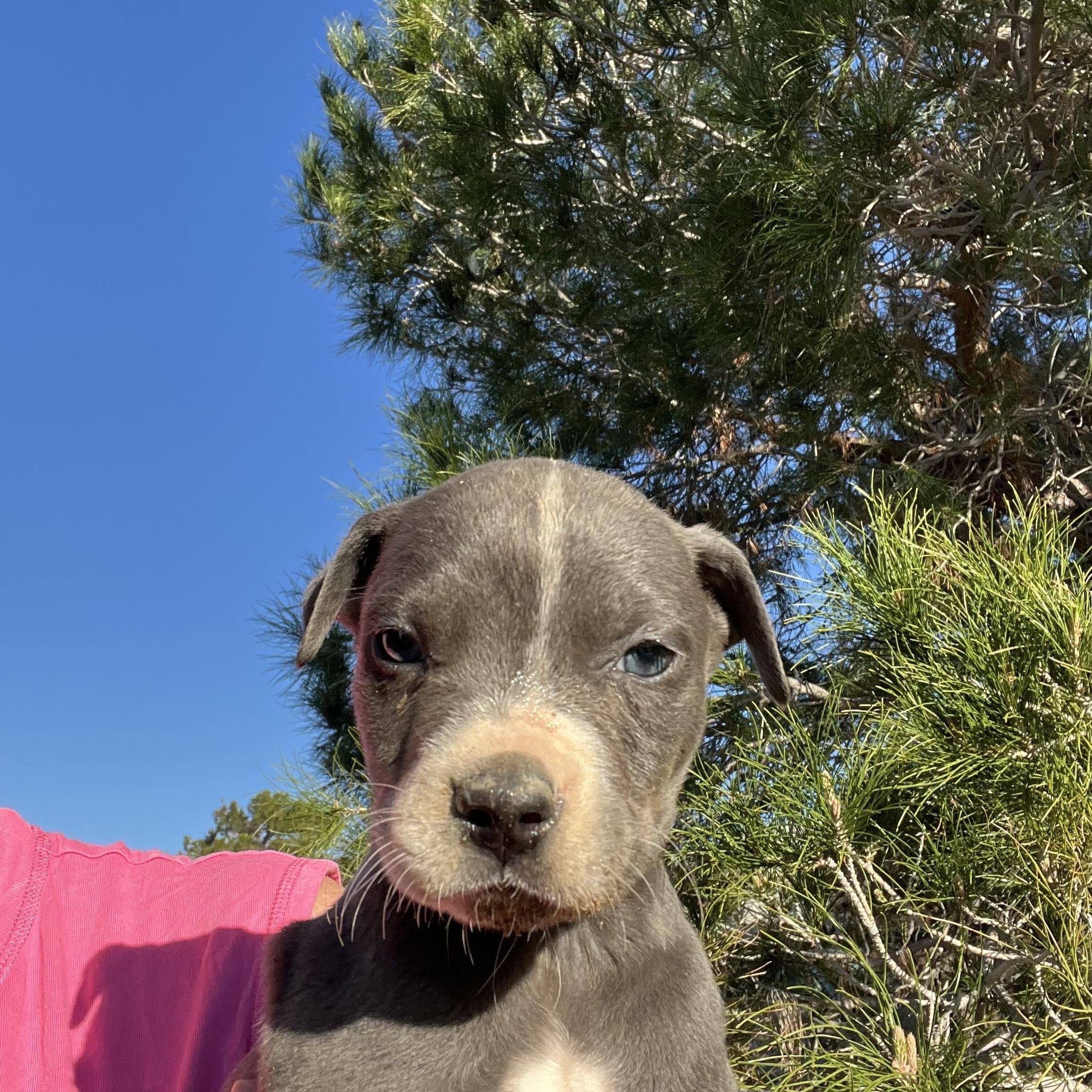 MORRIS, adopted, Puppy Male American Staffordshire Terrier.