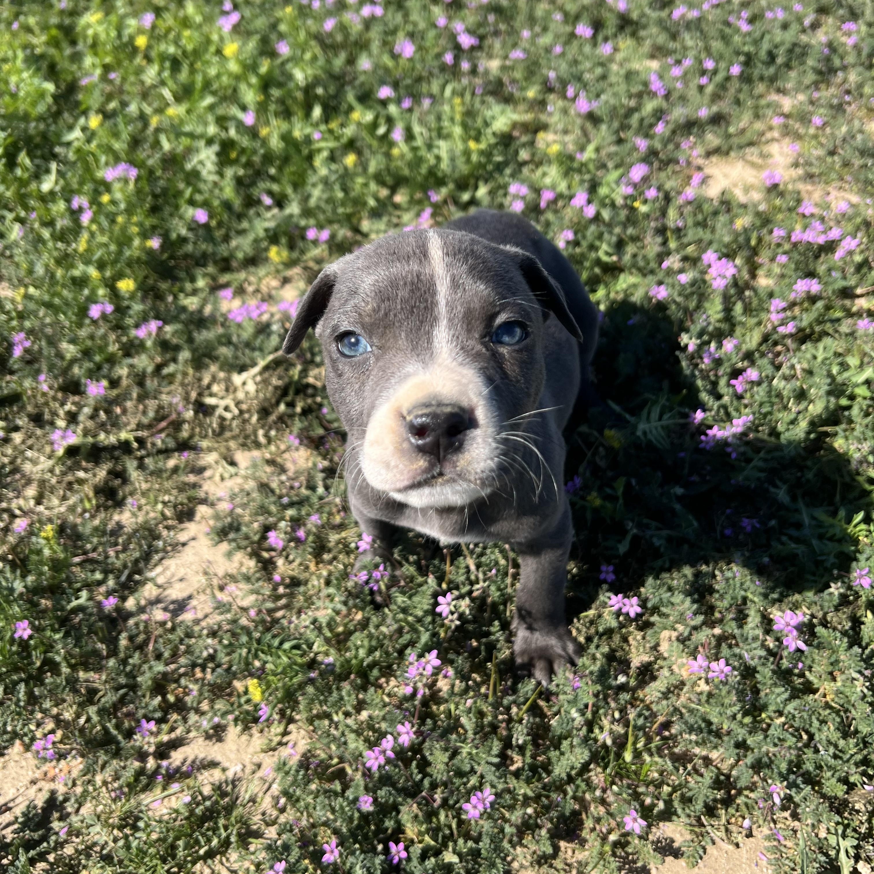 Enlarge MORRIS, an adopted American Staffordshire Terrier in Sherman Oaks, CA image 2/3