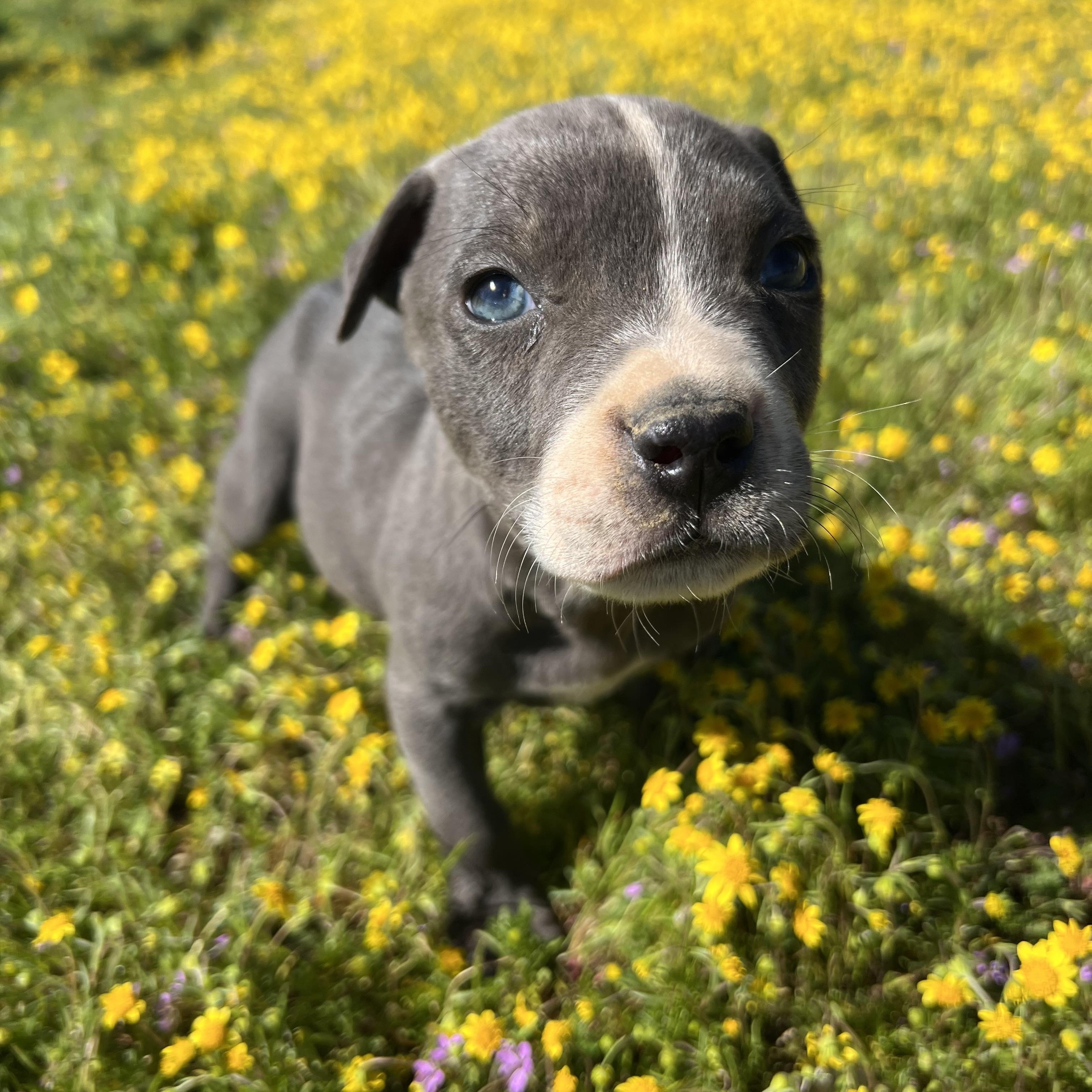Enlarge MORRIS, an adopted American Staffordshire Terrier in Sherman Oaks, CA image 3/3