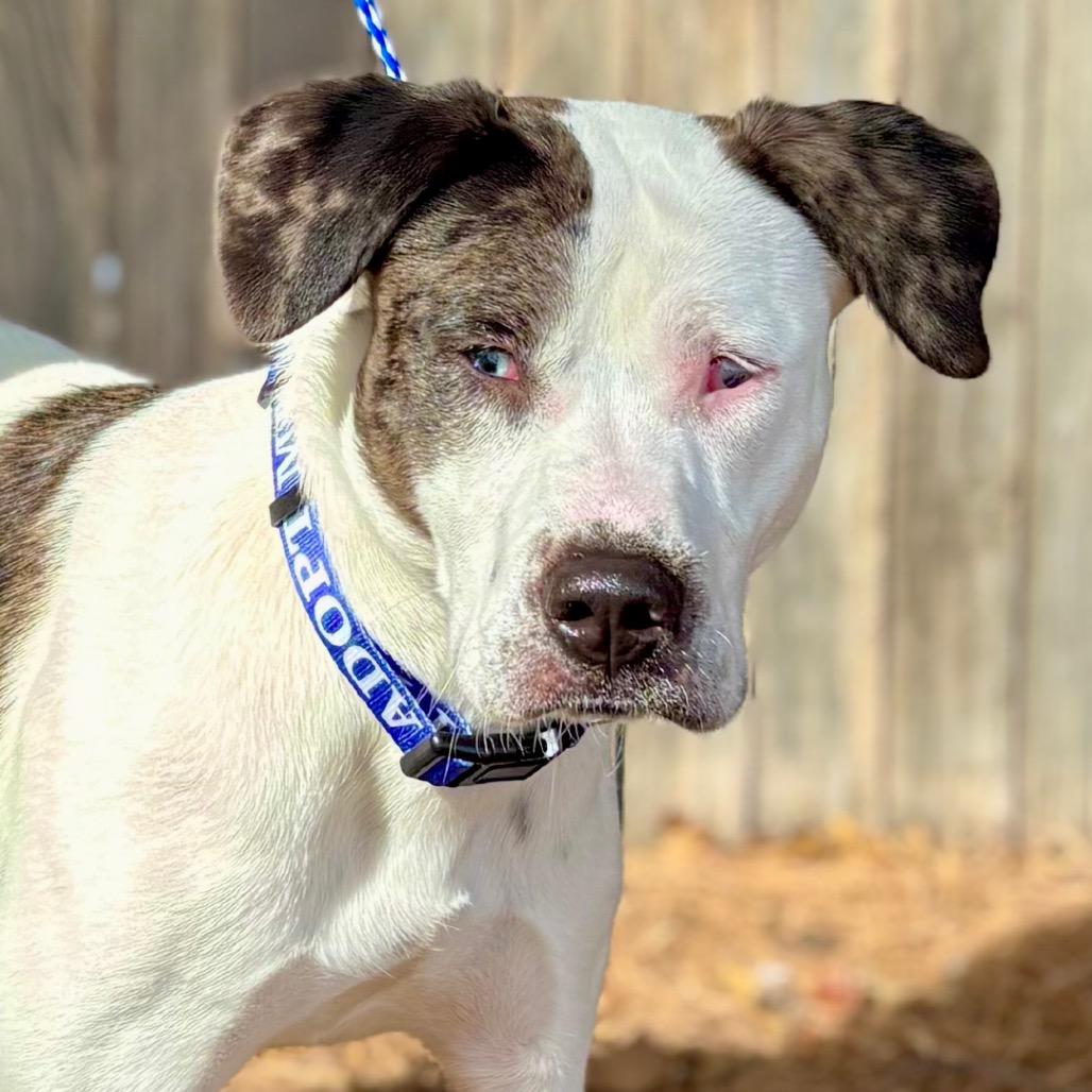 FWT Laly, Adoptable, Young Female Mixed Breed.