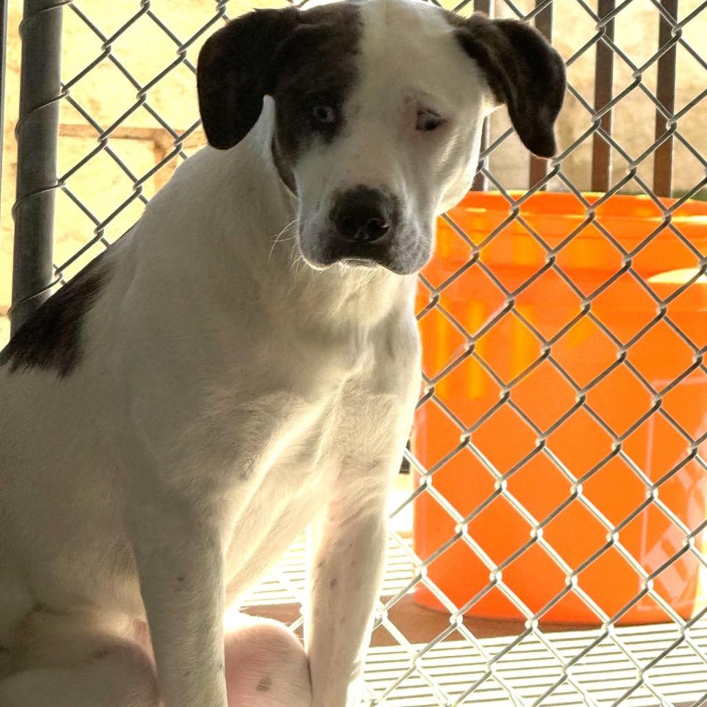 Enlarge FWT Laly, a Adoptable Mixed Breed in Midland, TX image 2/2