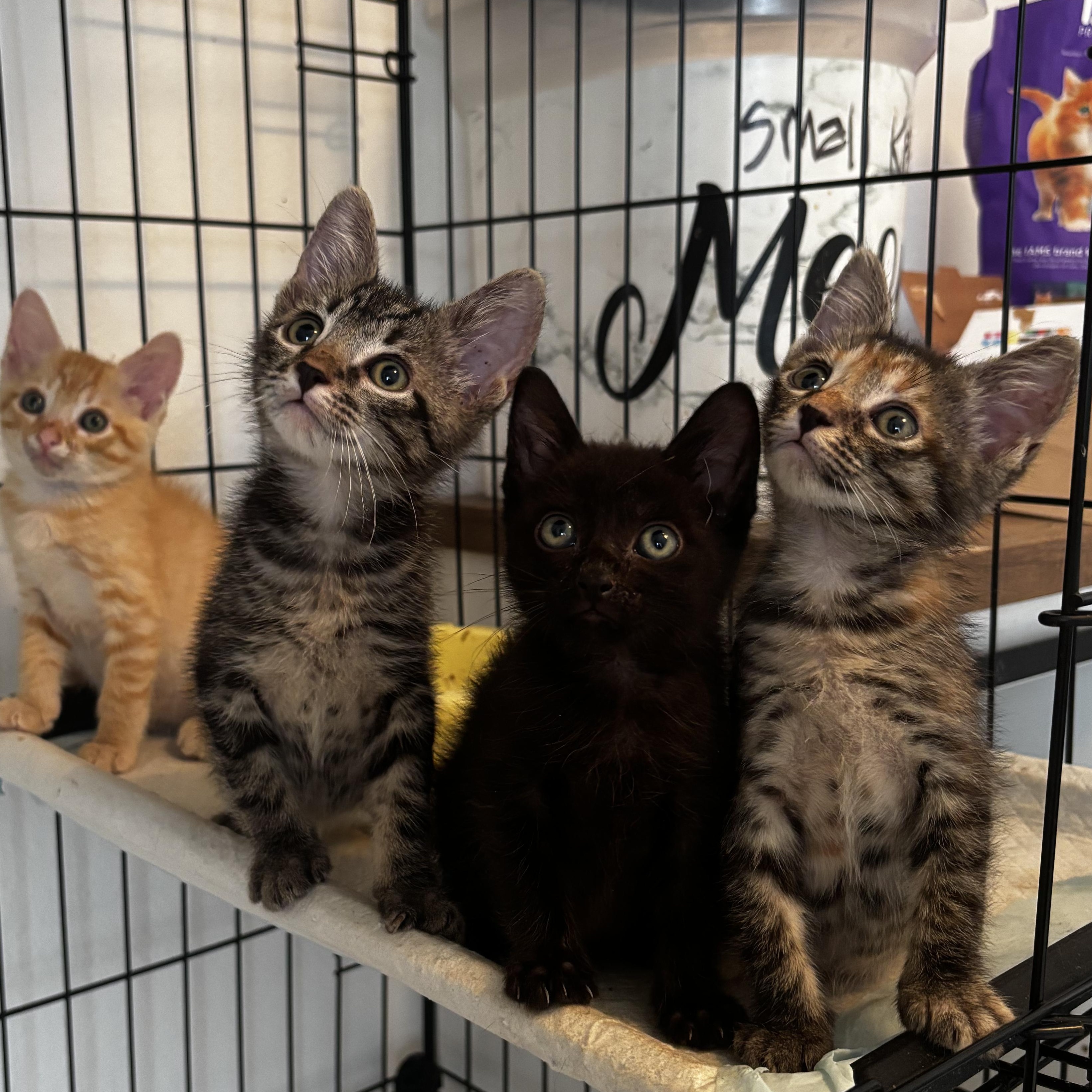 Enlarge Rousey, a Adoptable Domestic Short Hair in Kaneohe, HI image 1/4