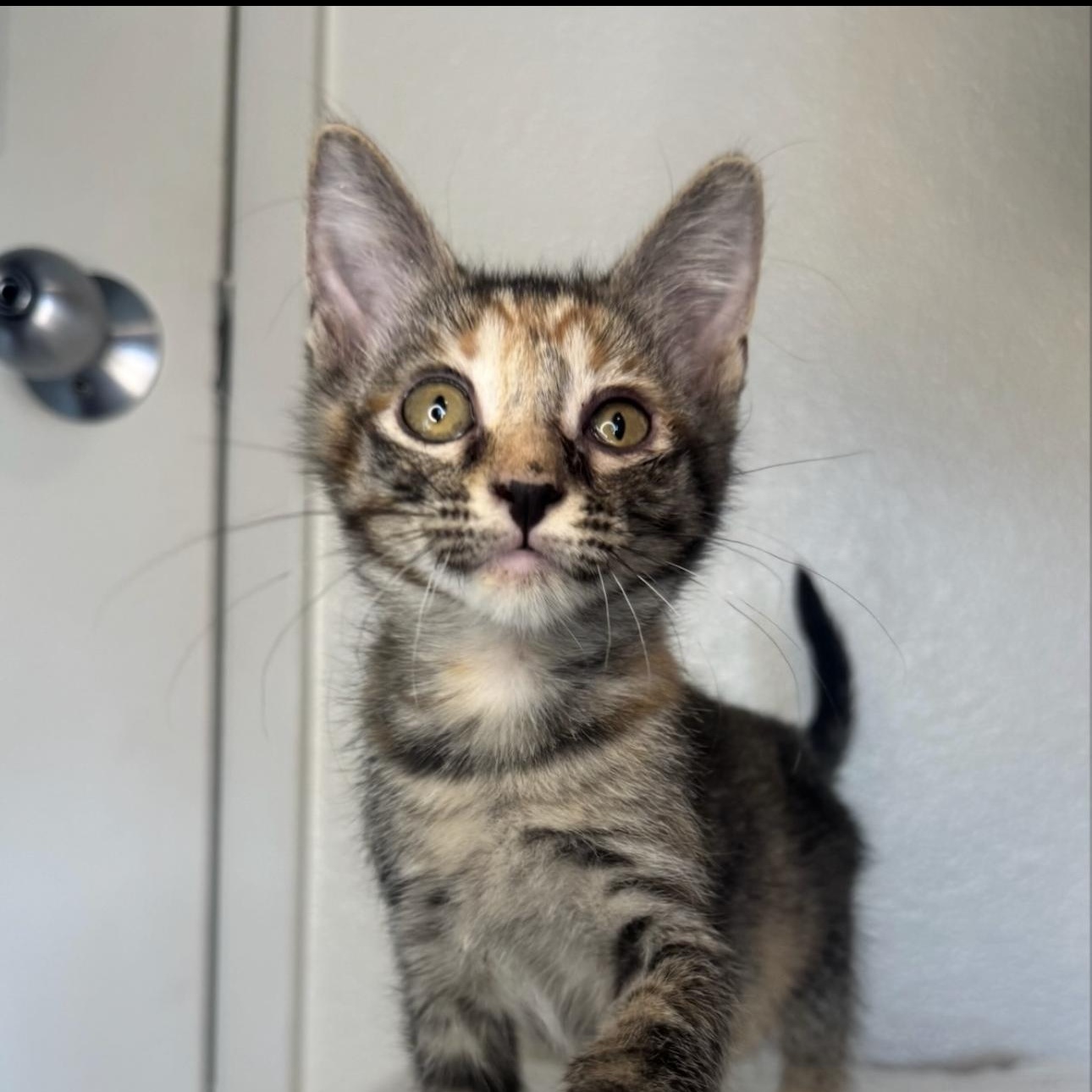 Enlarge Rousey, a Adoptable Domestic Short Hair in Kaneohe, HI image 2/4