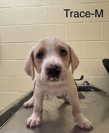 Trace, Adoptable, Puppy Male Mixed Breed & Mixed Breed.
