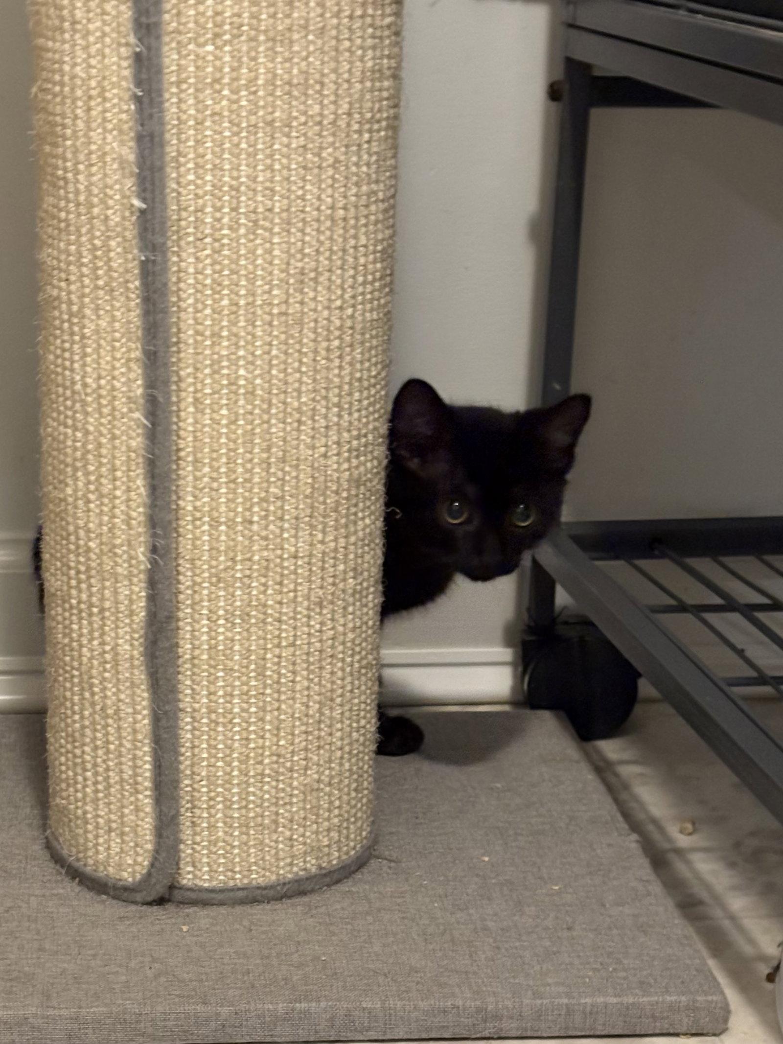 Enlarge Coraline, a Adoptable Domestic Short Hair in Seaford, DE image 1/2