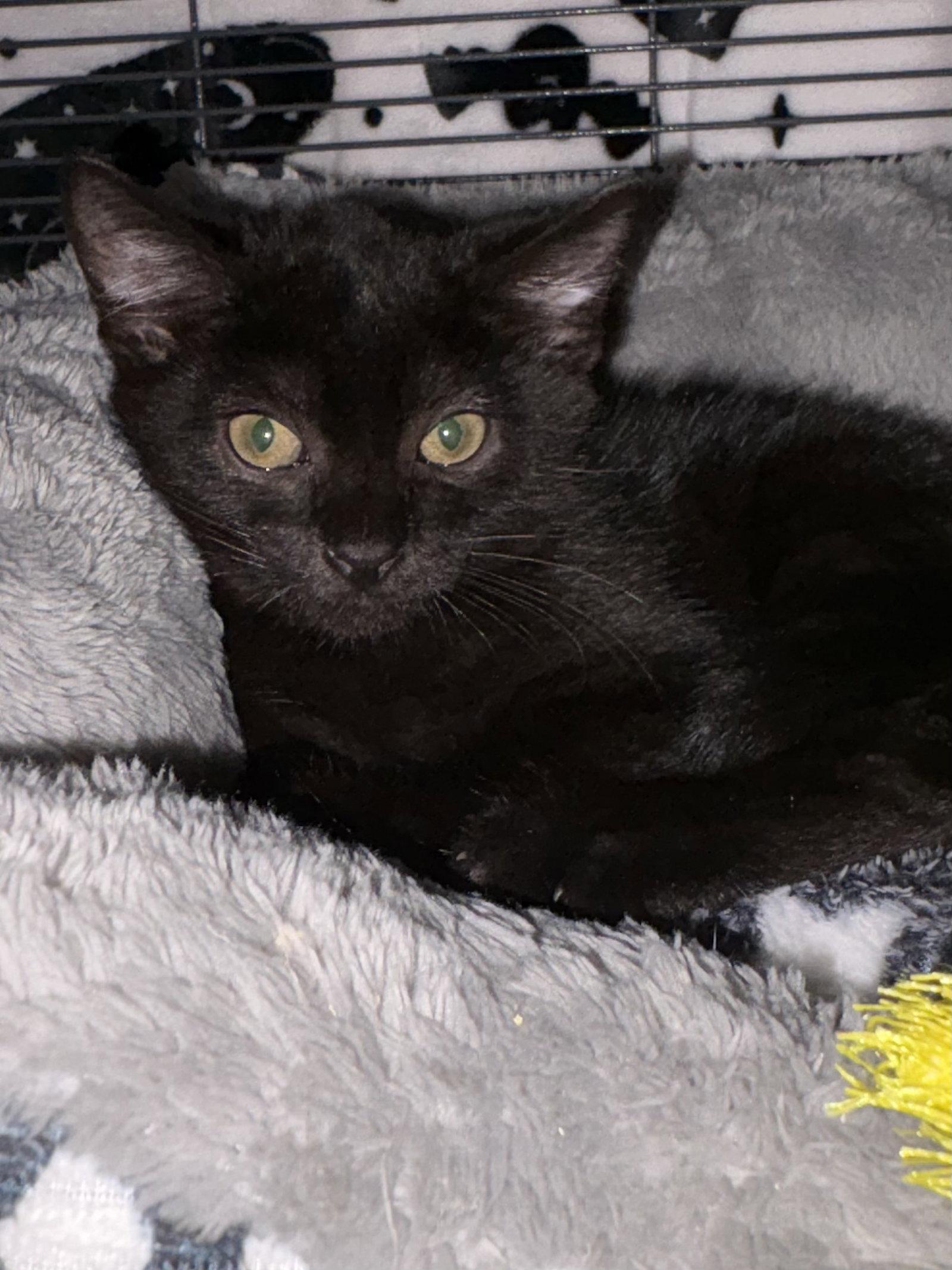 Enlarge Coraline, a Adoptable Domestic Short Hair in Seaford, DE image 2/2