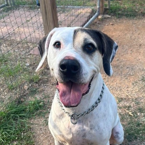 Milo, ADOPTABLE, Adult Male Bluetick Coonhound & Pit Bull Terrier.