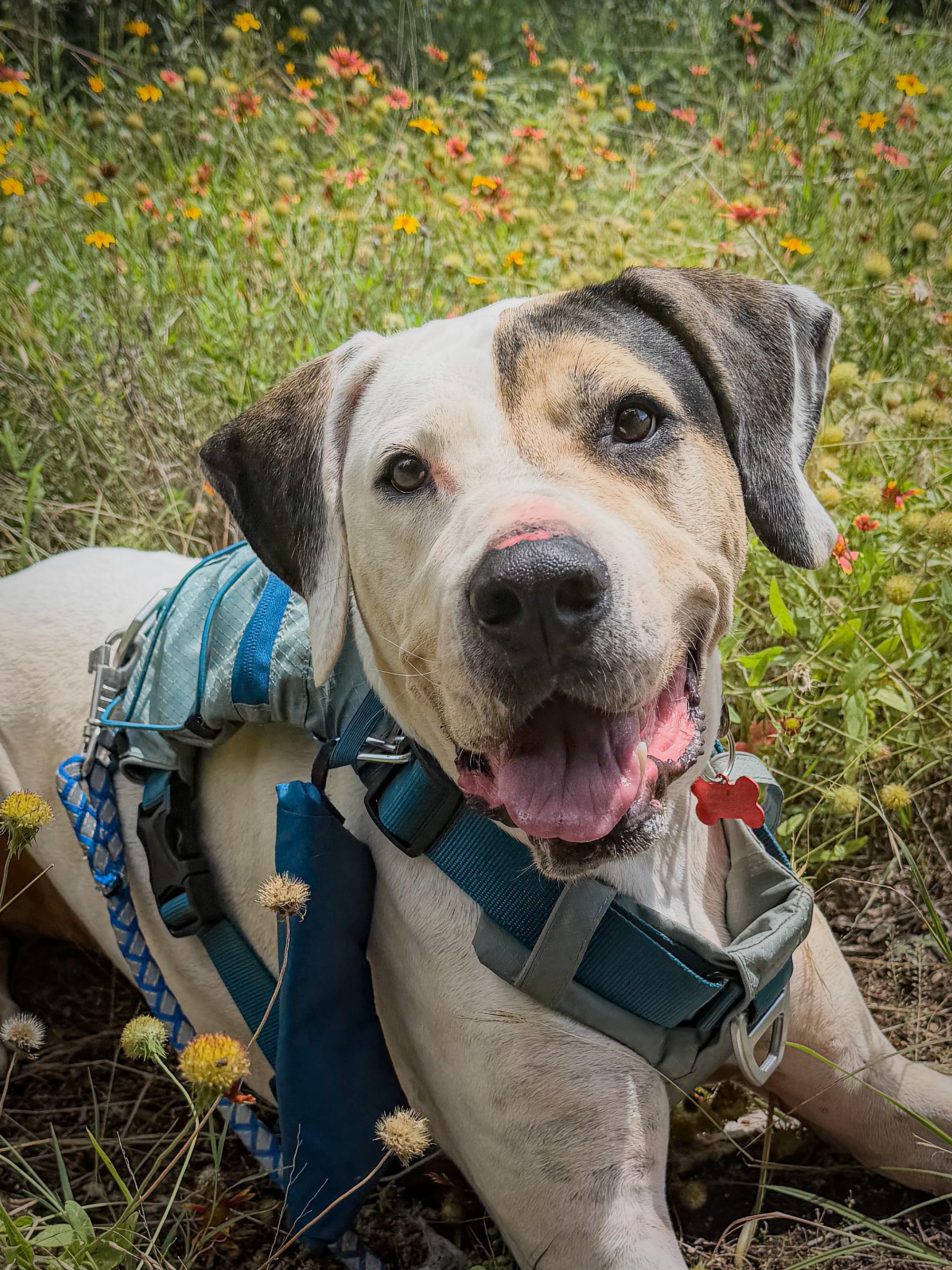 Milo, a ADOPTABLE mixed breed in Marble Falls, TX image 1/2