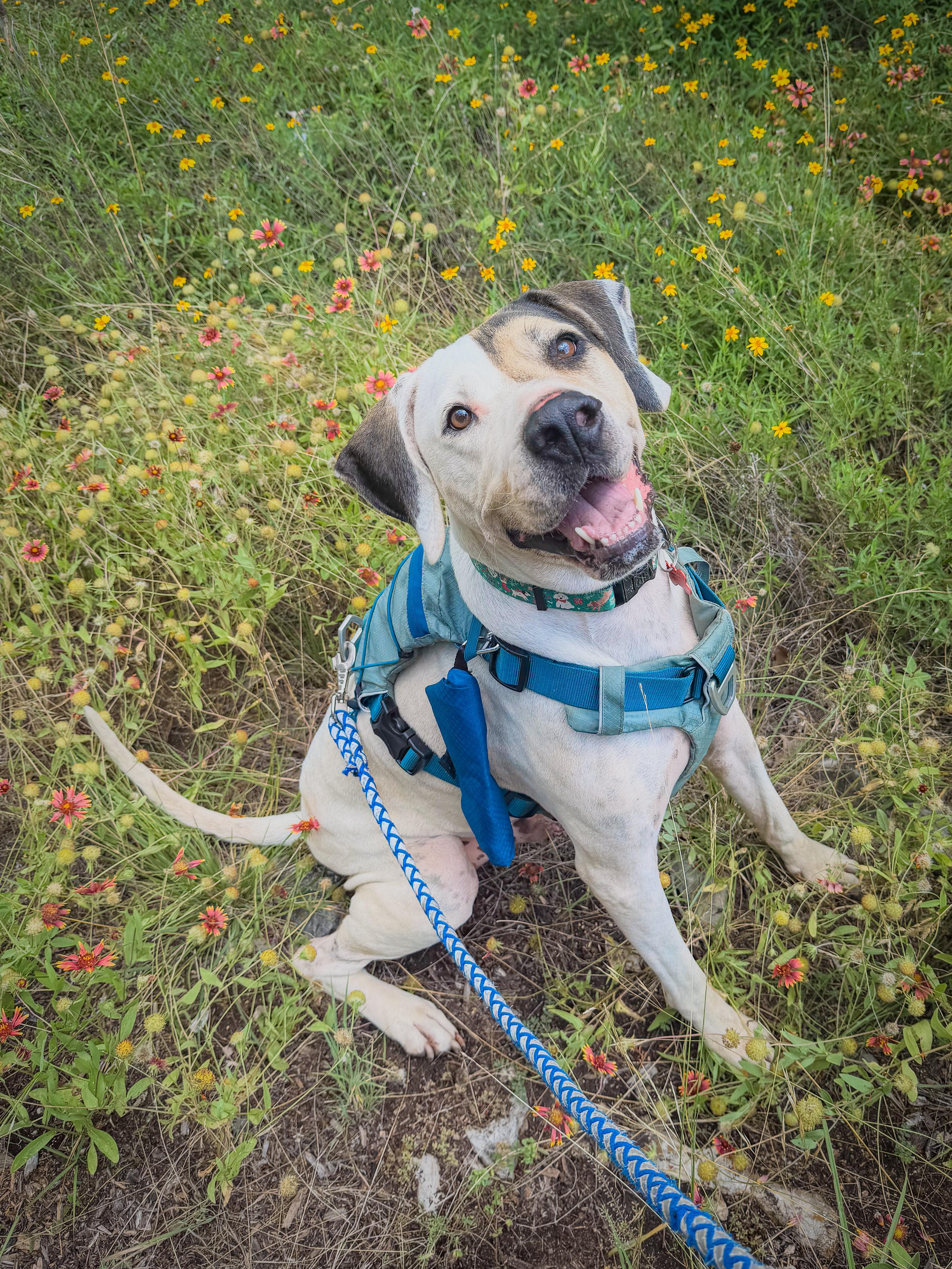 Milo, a ADOPTABLE mixed breed in Marble Falls, TX image 2/2