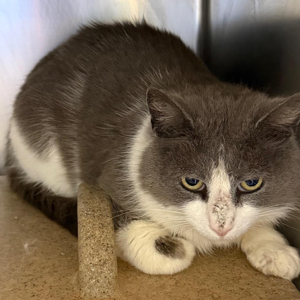 Enlarge Norman, a Adoptable Domestic Short Hair in Galax, VA image 1/4