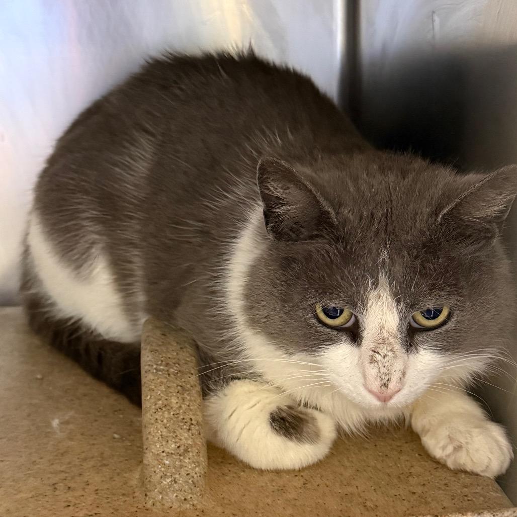 Enlarge Norman, a Adoptable Domestic Short Hair in Galax, VA image 2/4