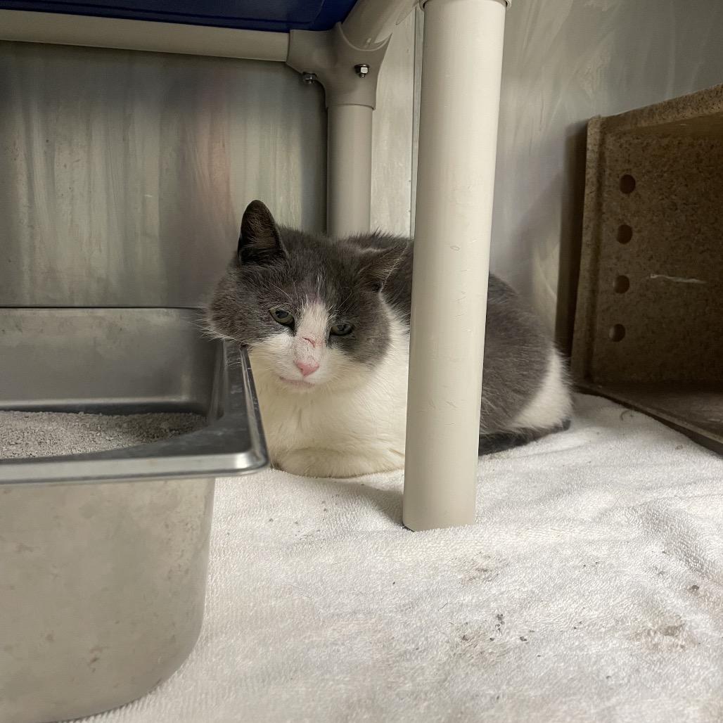 Enlarge Norman, a Adoptable Domestic Short Hair in Galax, VA image 4/4