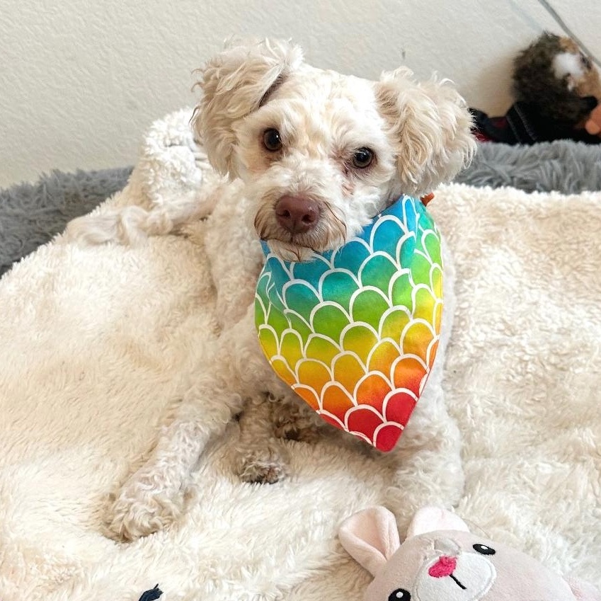 Enlarge Miklo, a Adoptable mixed breed in Burnsville, MN image 2/6