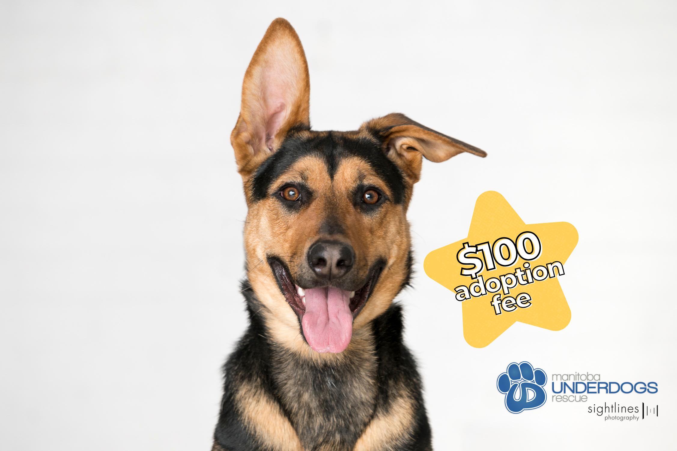 Tuza, Adoptable, Adult Female German Shepherd Dog.