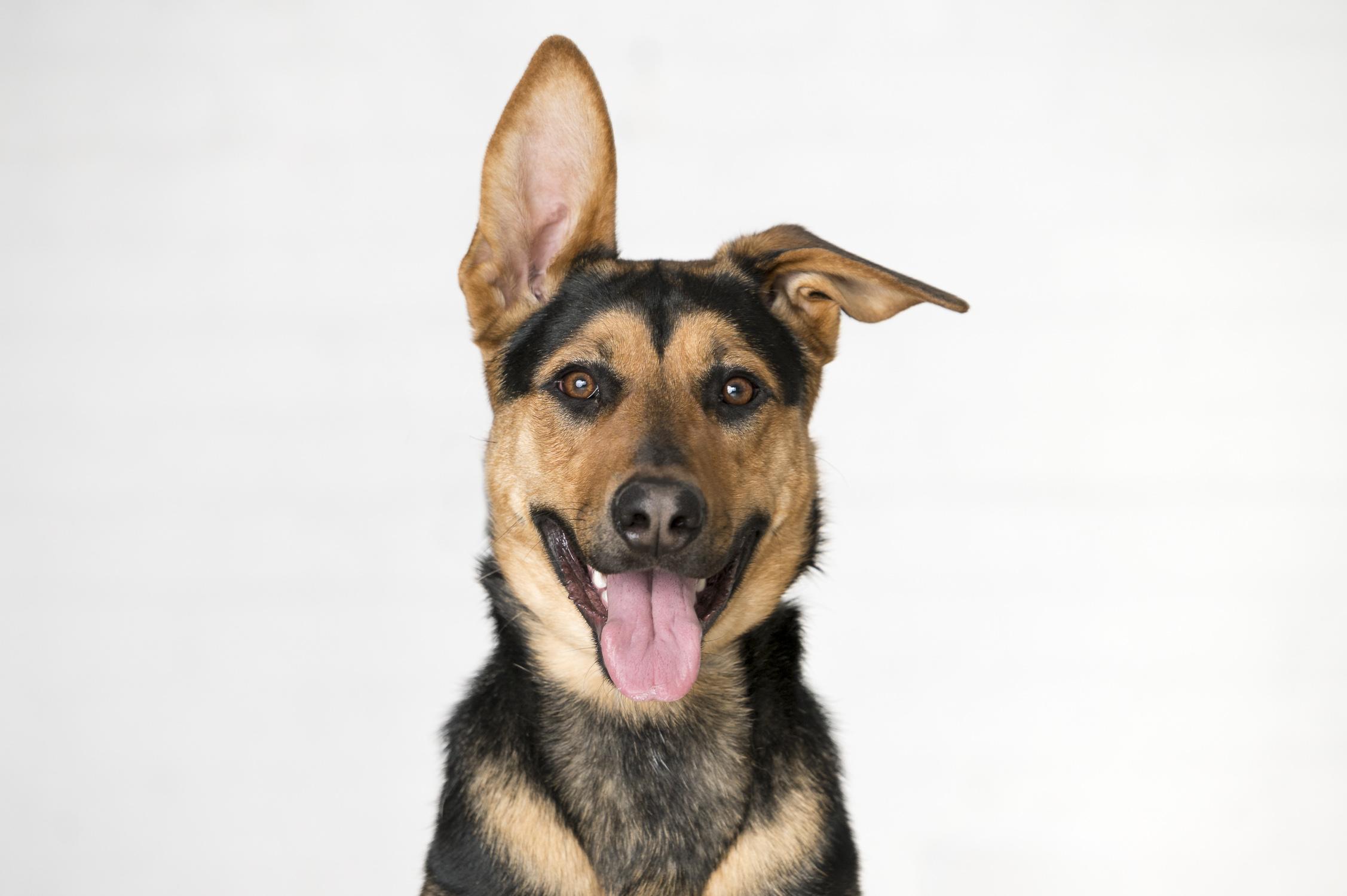 Tuza, a Adoptable mixed breed in Winnipeg, MB image 1/5
