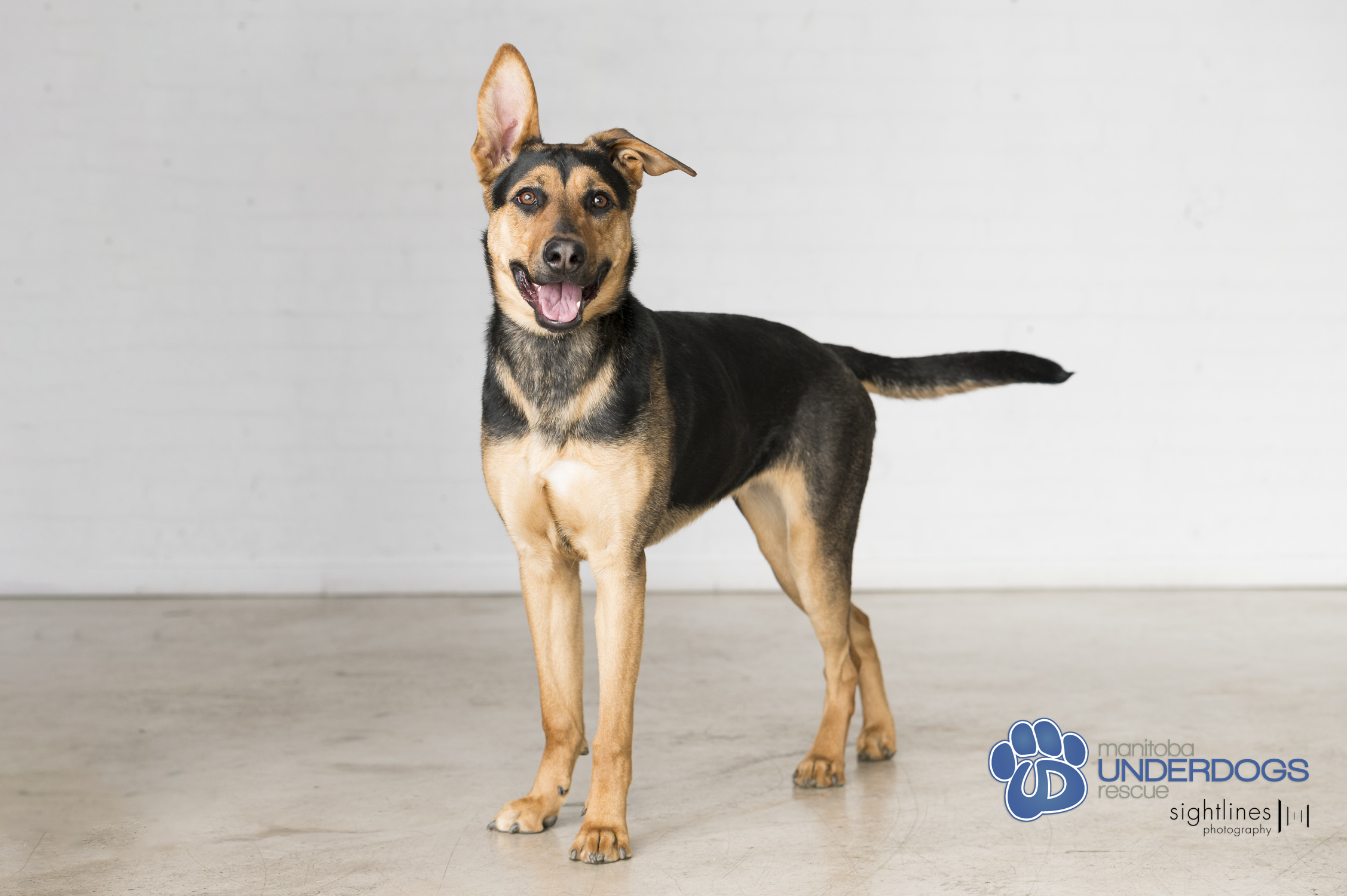 Enlarge Tuza, a Adoptable mixed breed in Winnipeg, MB image 5/5