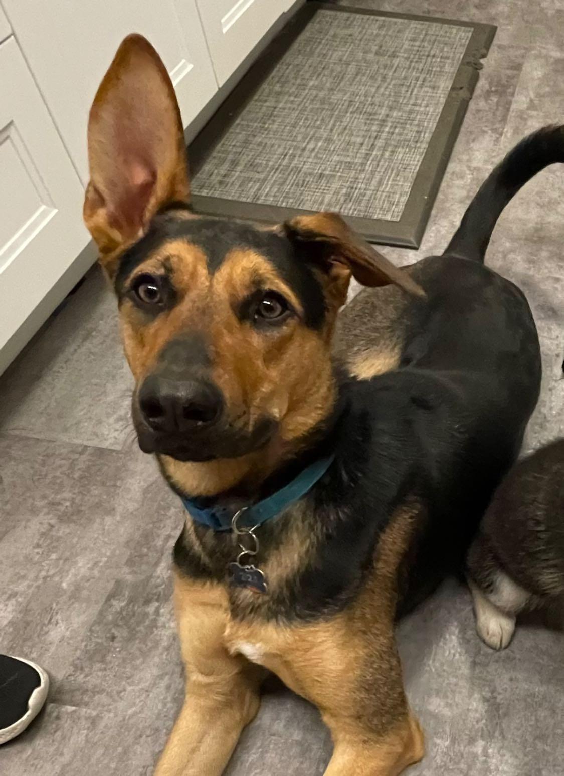 Enlarge Tuza, a Adoptable mixed breed in Winnipeg, MB image 4/5