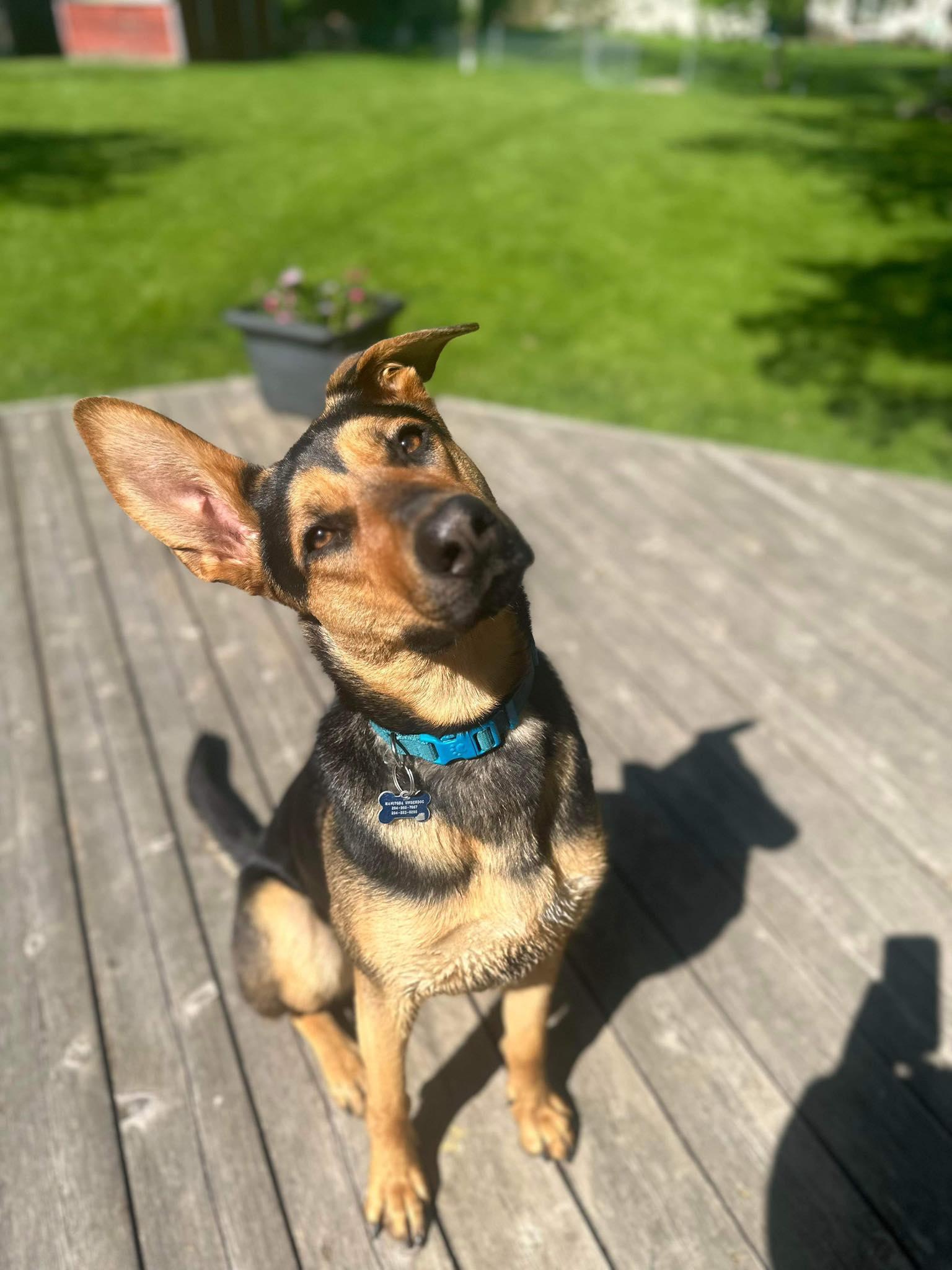 Enlarge Tuza, a Adoptable mixed breed in Winnipeg, MB image 2/5