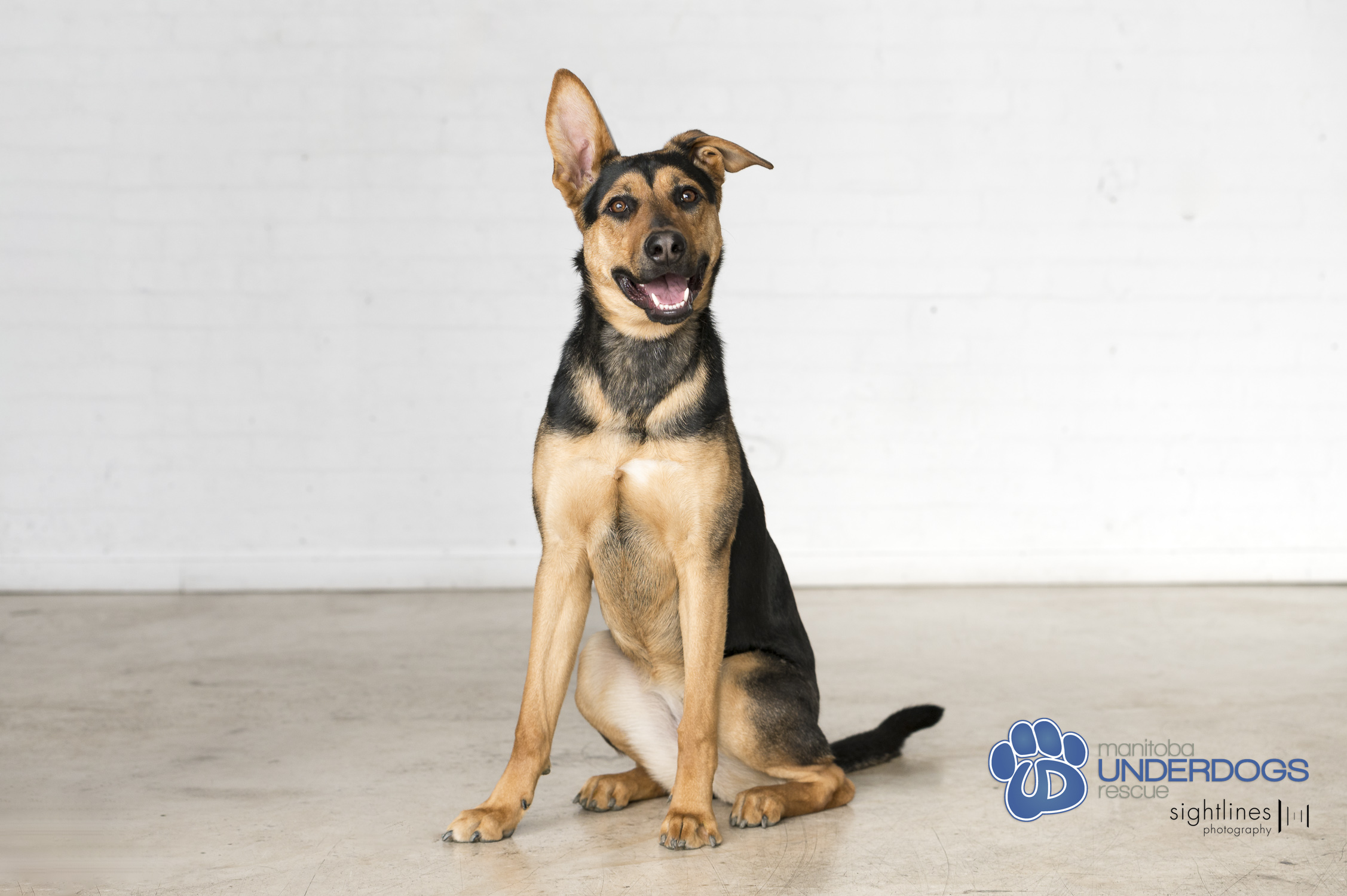 Enlarge Tuza, a Adoptable mixed breed in Winnipeg, MB image 3/5