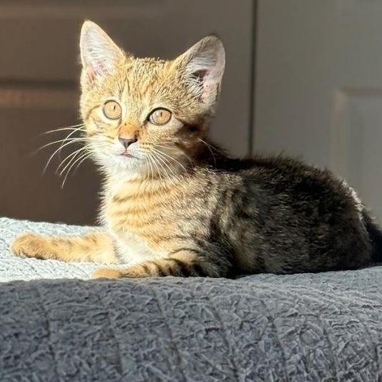 Enlarge Sneakers O'Toole...those eyes, an adopted Domestic Short Hair in Murfreesboro, TN image 2/3