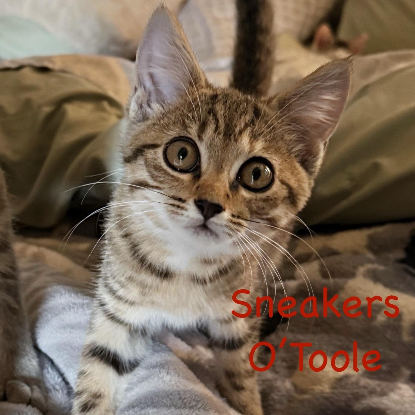 Enlarge Sneakers O'Toole...those eyes, an adopted Domestic Short Hair in Murfreesboro, TN image 1/3