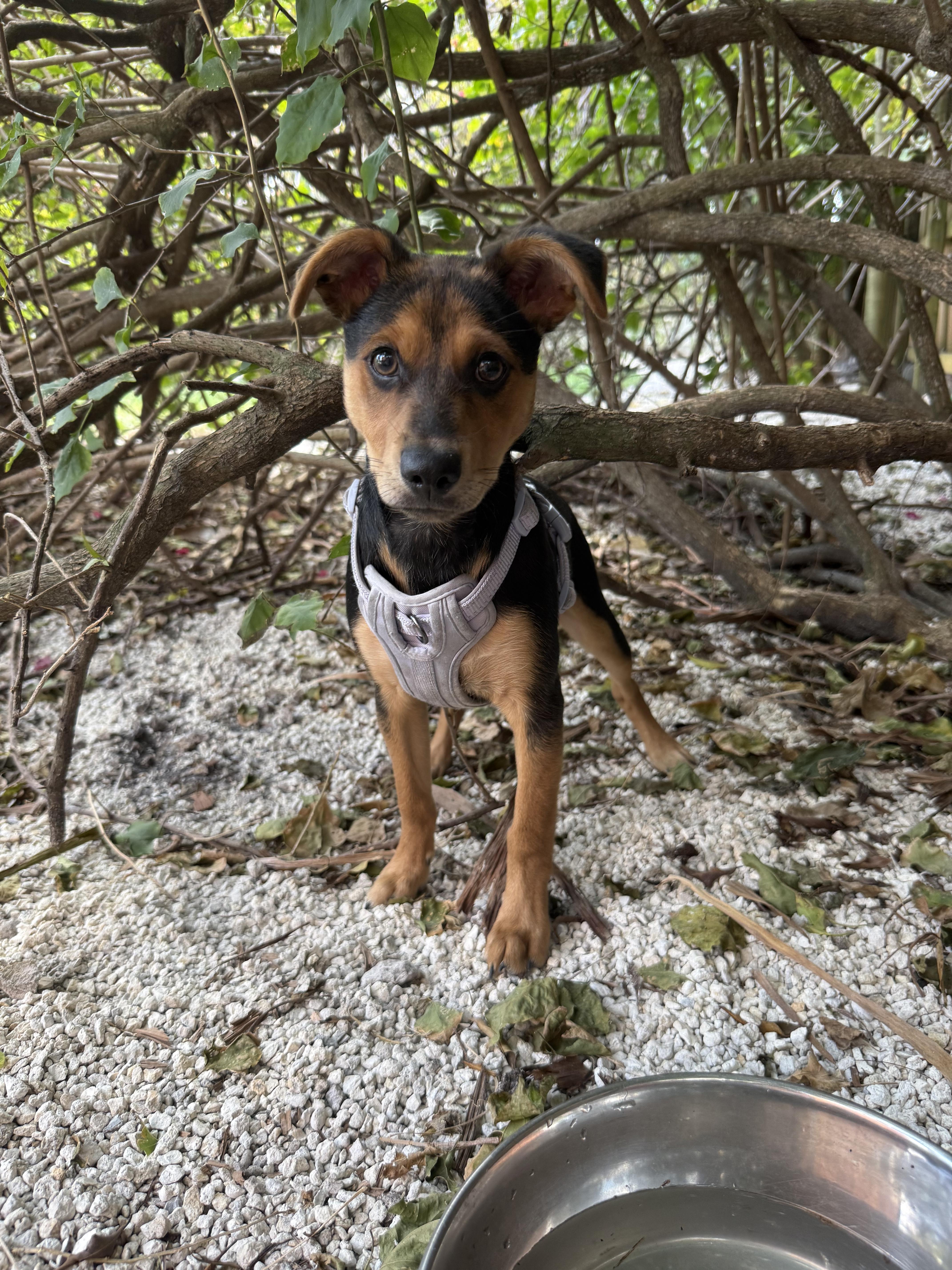 Enlarge charlie, an adopted mixed breed in Miami, FL image 1/1