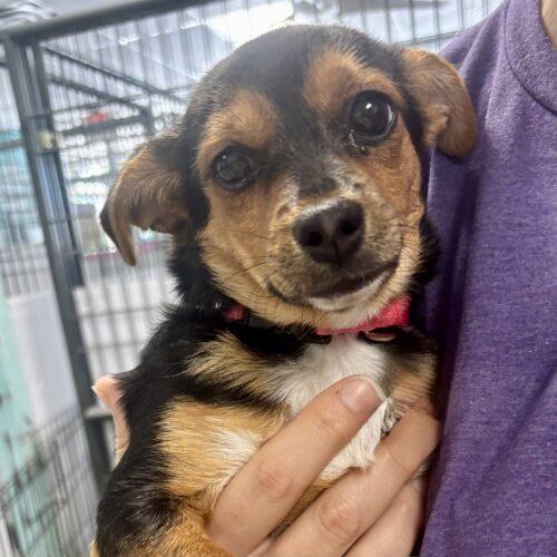 Caboose, Adoptable, Puppy Female Yorkshire Terrier & Chihuahua.