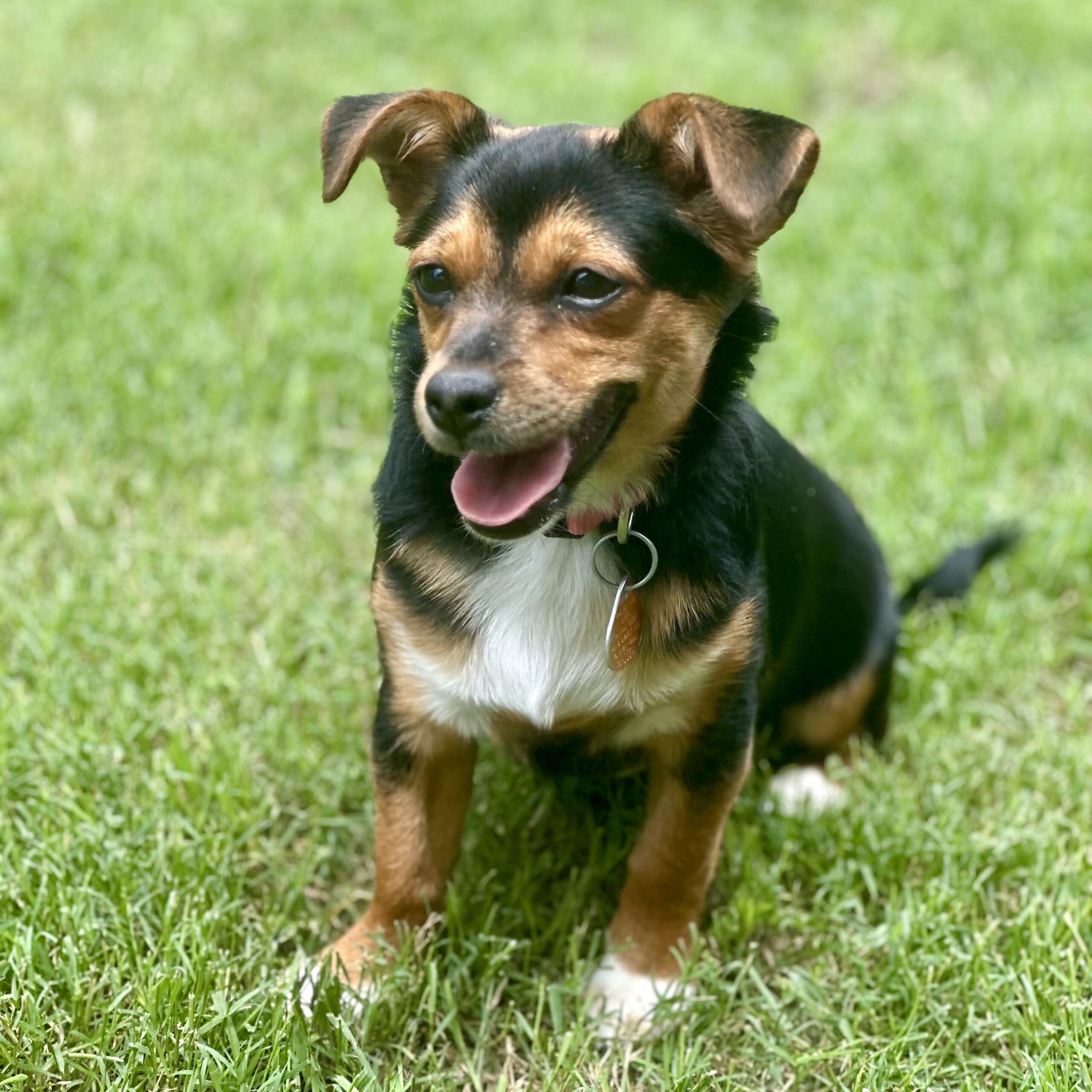 Caboose, a Adoptable mixed breed in Broken Arrow, OK image 2/3