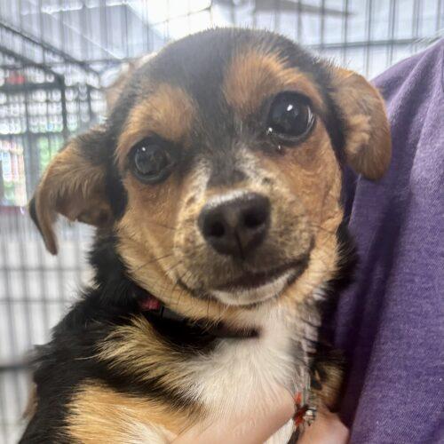 Caboose, a Adoptable mixed breed in Broken Arrow, OK image 2/3