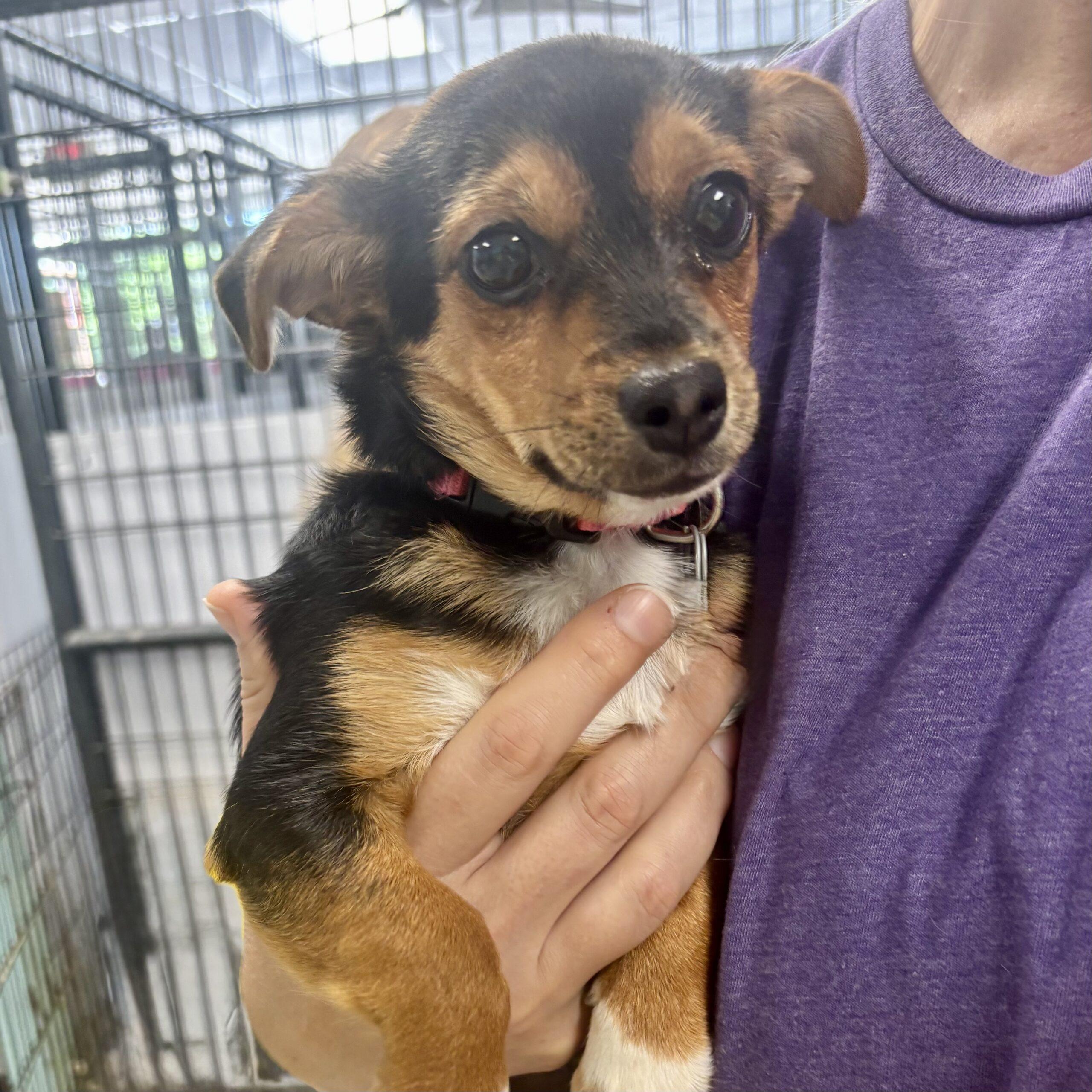 Caboose, a Adoptable mixed breed in Broken Arrow, OK image 3/3