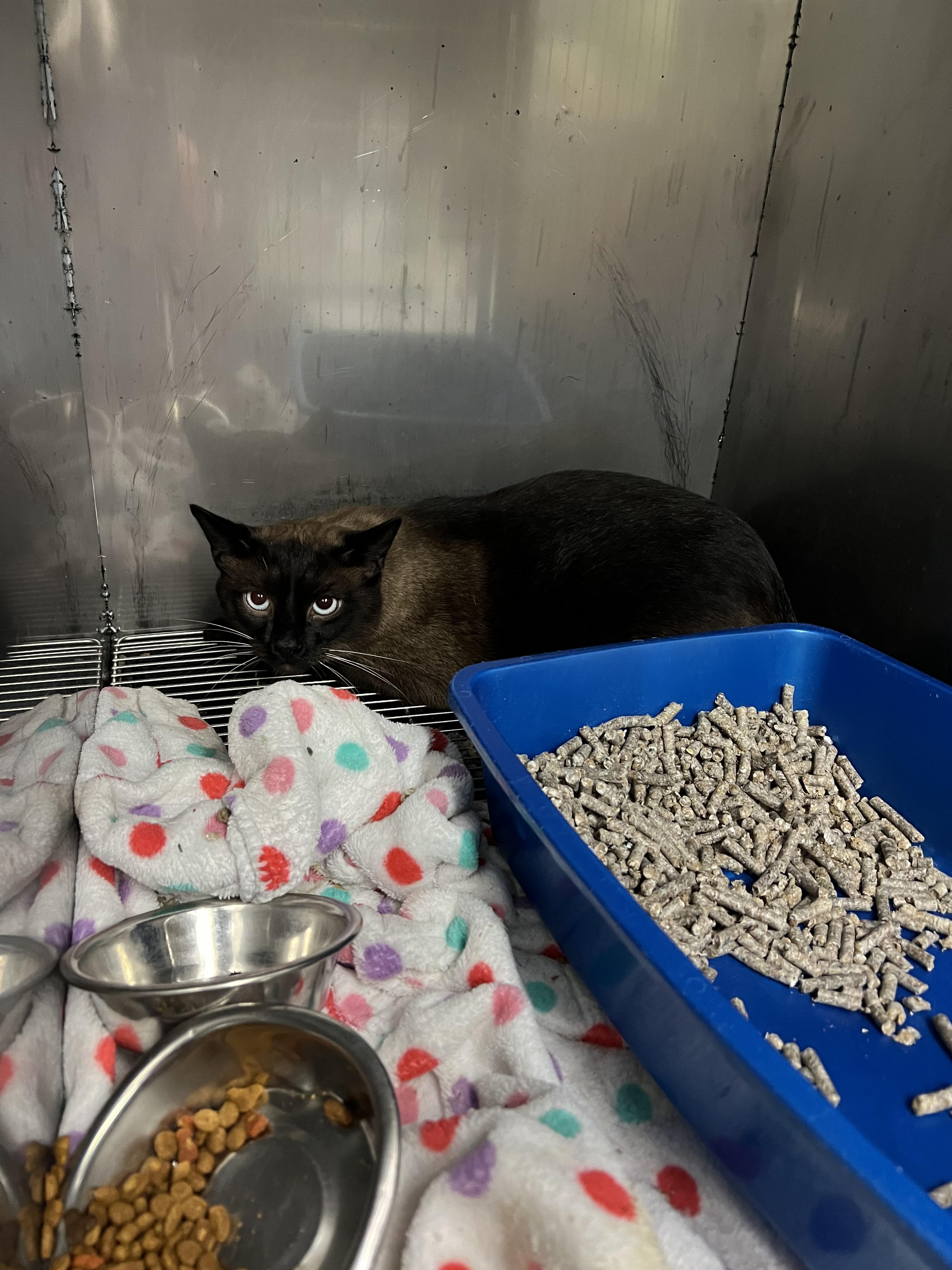 Eli, adopted, Young Male Siamese.