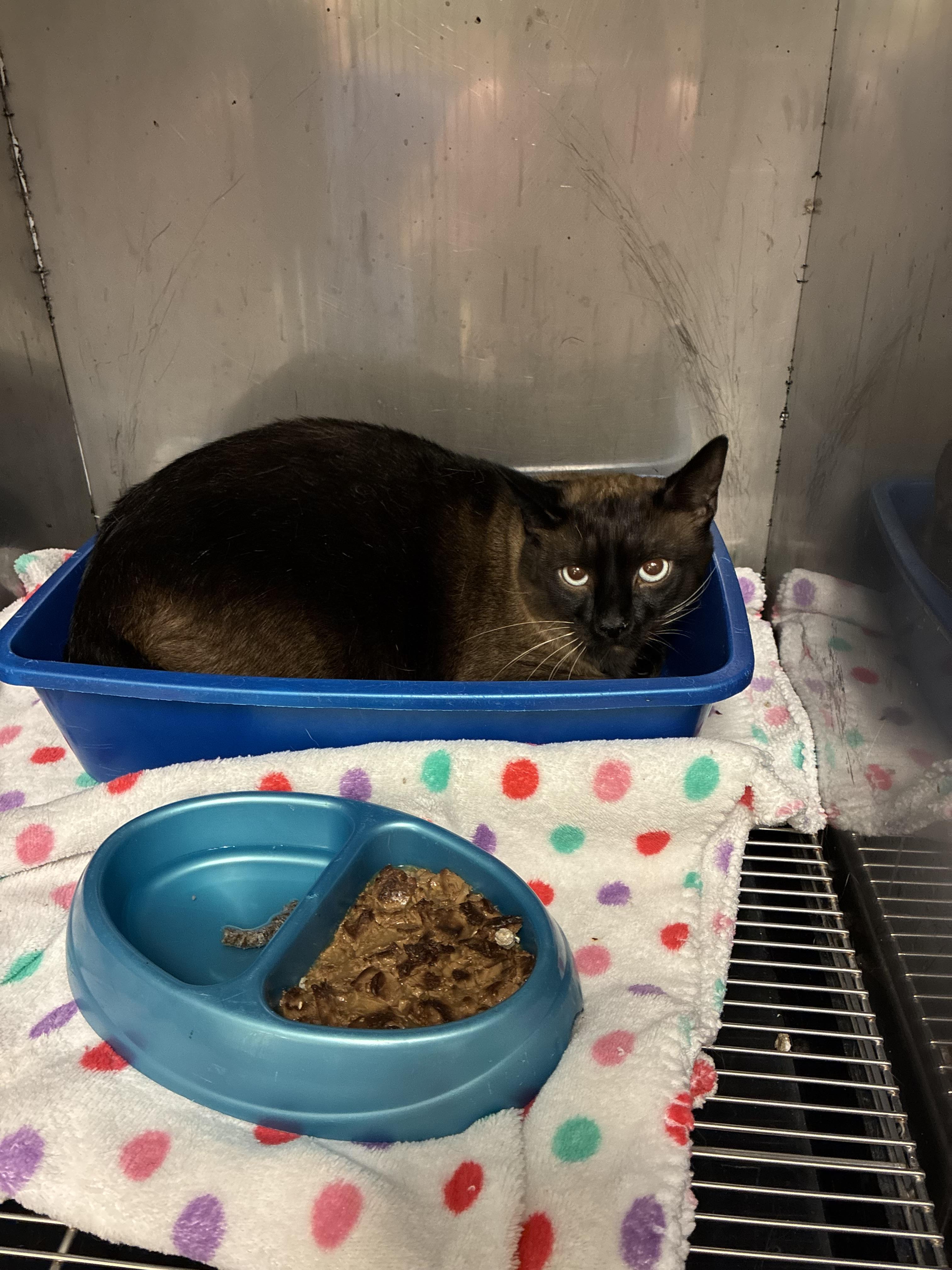 Eli, an adopted Siamese in sparta, NC image 2/2