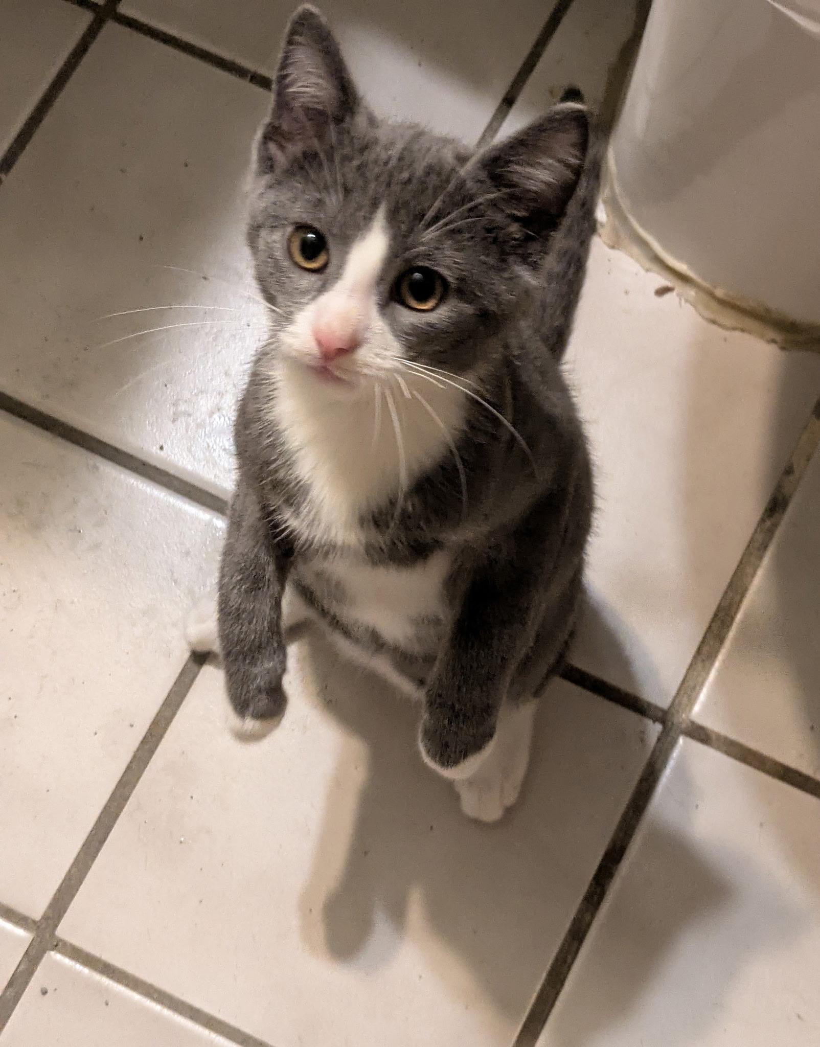 Enlarge Nicknack, a Adoptable Tuxedo in Mineral Point, WI image 1/6