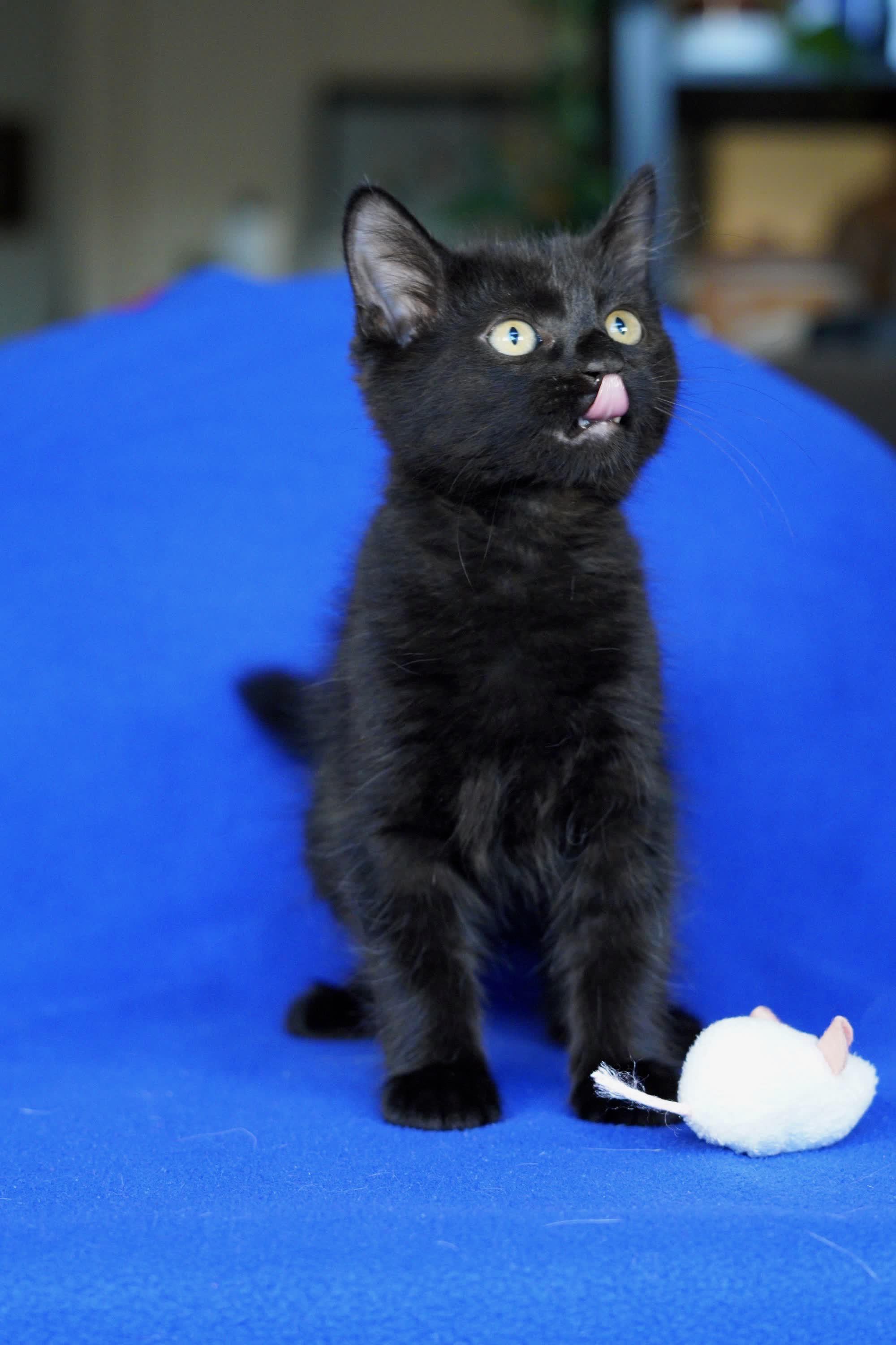 Enlarge Jett, an adopted Domestic Medium Hair in San Diego, CA image 2/3