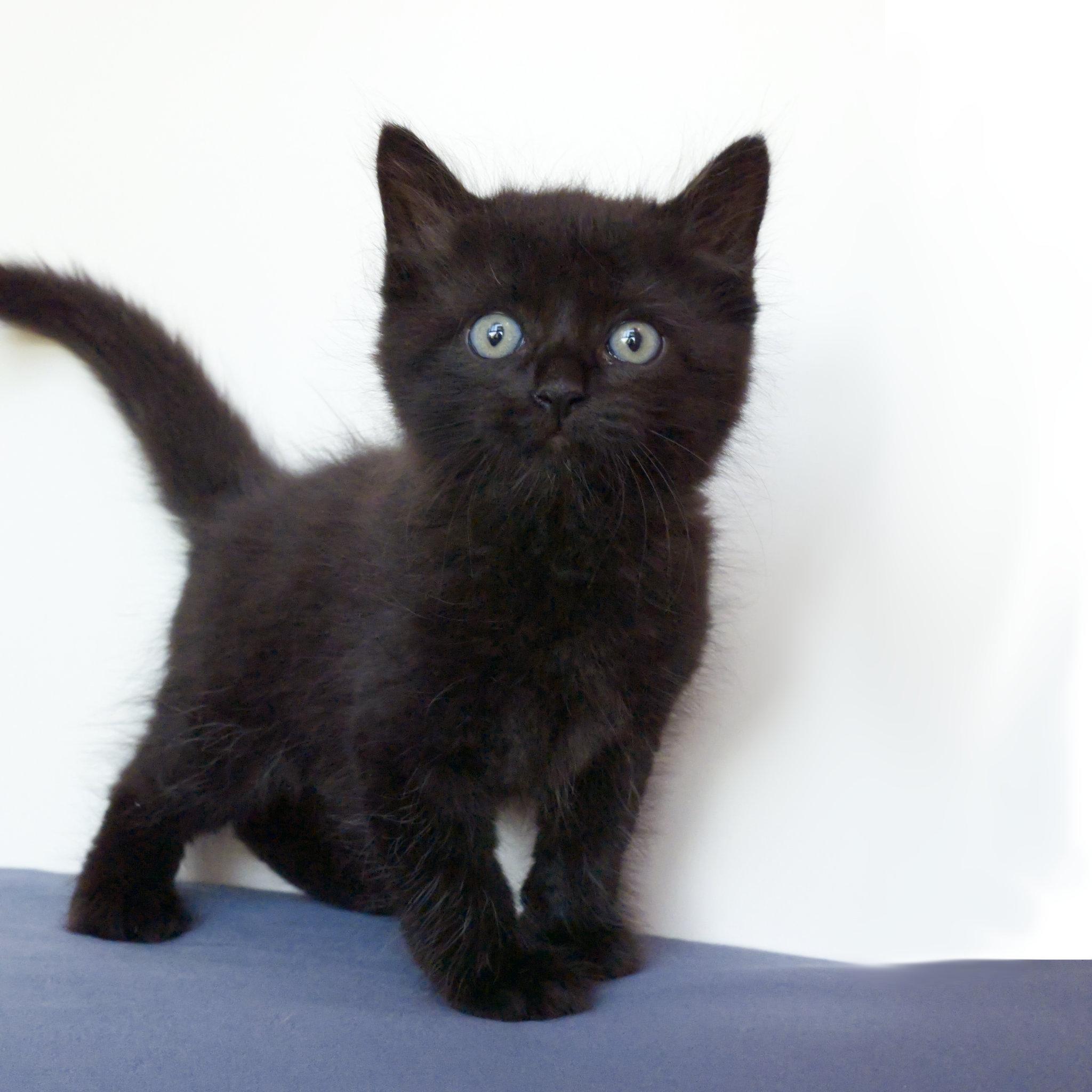 Jett, adopted, Kitten Male Domestic Medium Hair.