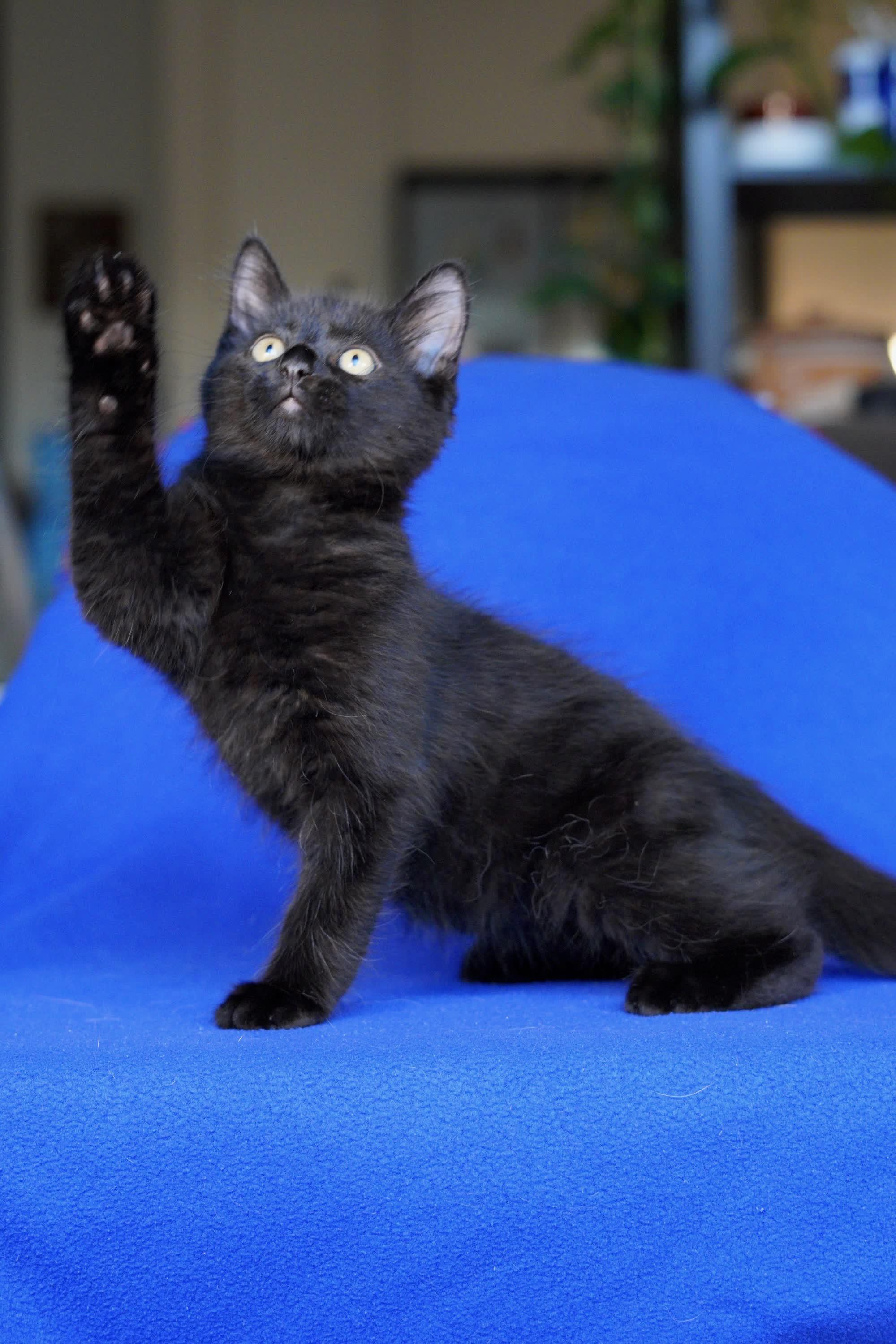 Enlarge Jett, an adopted Domestic Medium Hair in San Diego, CA image 3/3