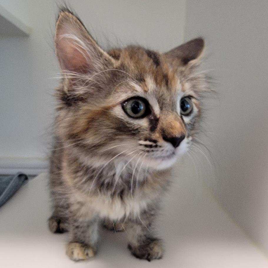 Pumice, Adoptable, Kitten Female Domestic Medium Hair.