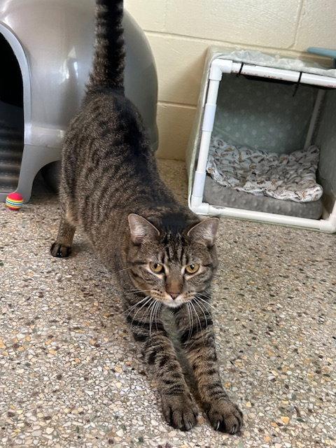 Alli Star, Adoptable, Young Female Domestic Short Hair.