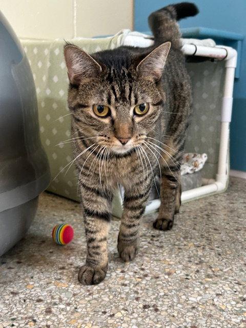 Enlarge Alli Star, a Adoptable Domestic Short Hair in Williamsburg, IA image 2/3