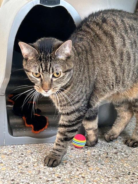 Enlarge Alli Star, a Adoptable Domestic Short Hair in Williamsburg, IA image 3/3