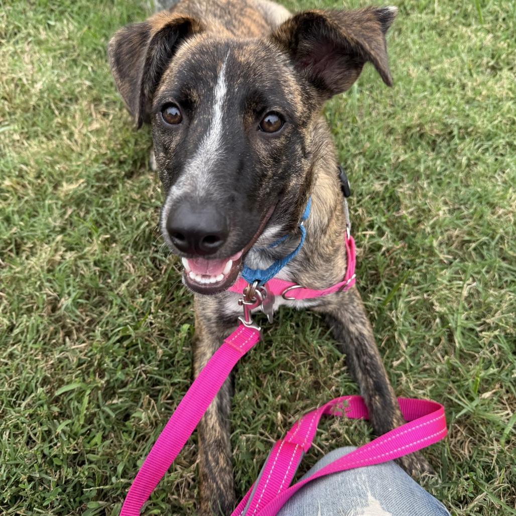 Amber Pup: Ringo, a Adoptable mixed breed in Falls Church, VA image 2/6