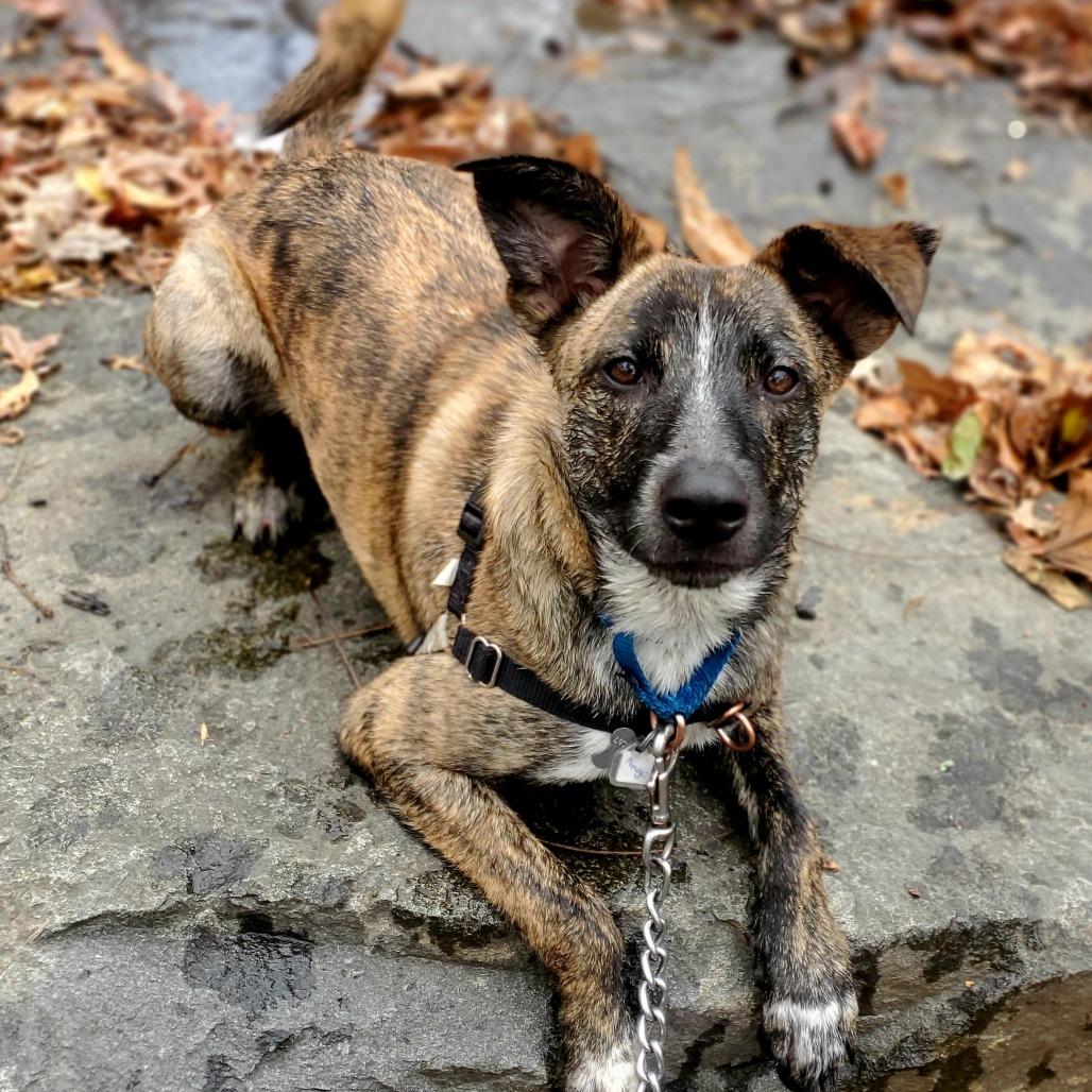 Amber Pup: Ringo, a Adoptable mixed breed in Falls Church, VA image 3/6