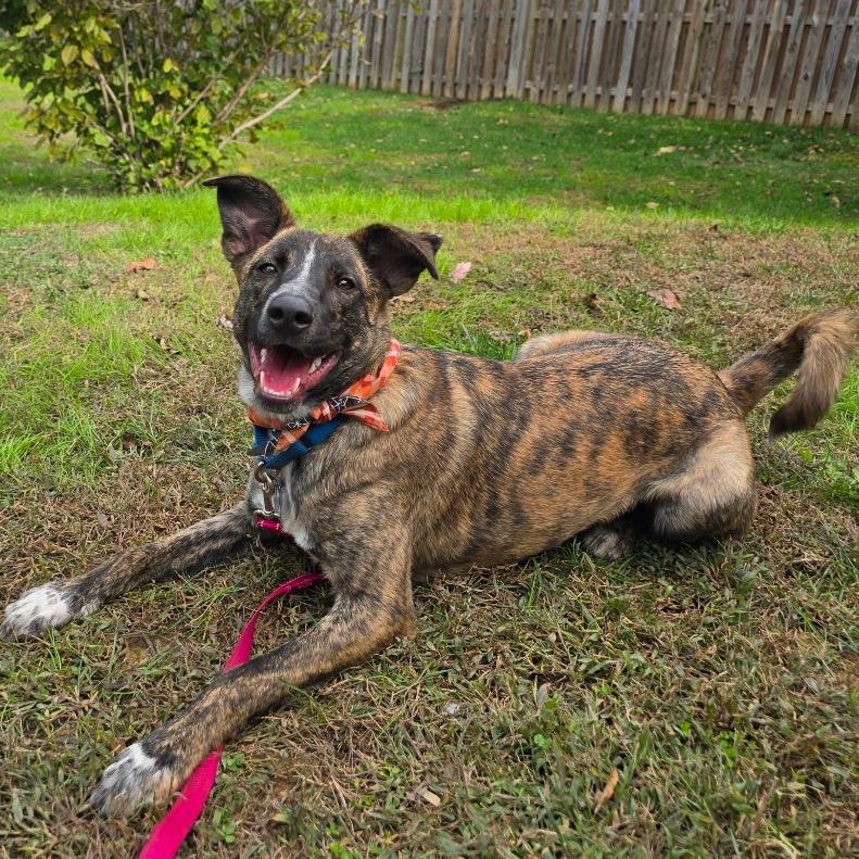Amber Pup: Ringo, a Adoptable mixed breed in Falls Church, VA image 6/6