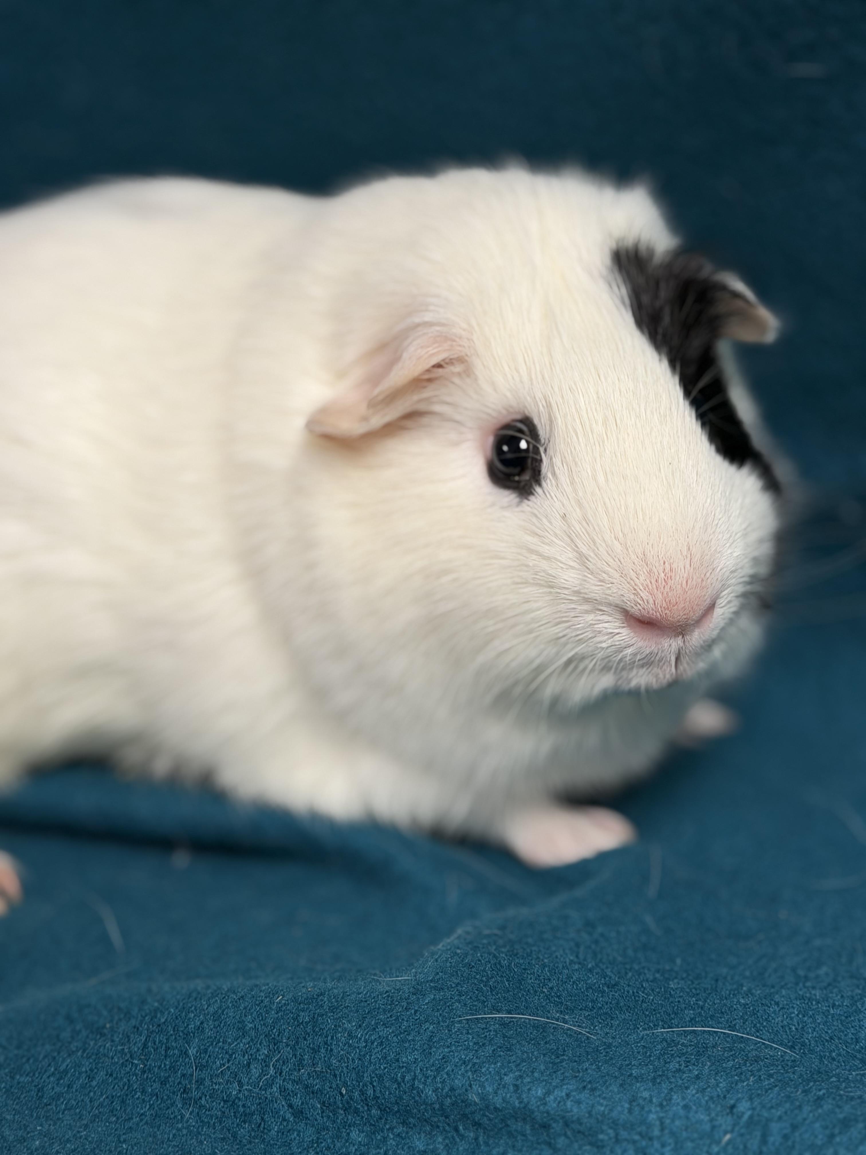 Enlarge Scout, a ADOPTABLE Guinea Pig in Edinburg, PA image 6/6