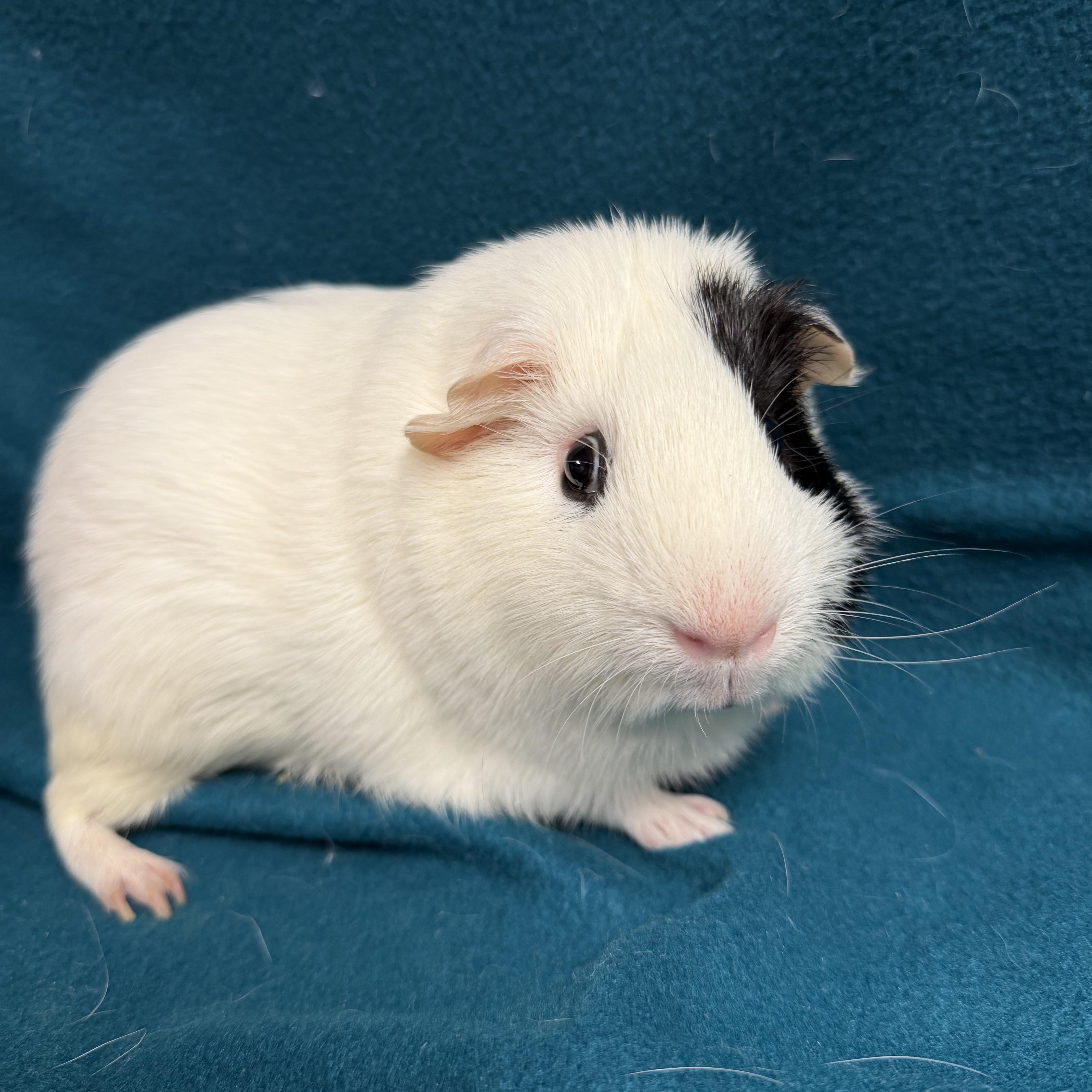 Enlarge Scout, a ADOPTABLE Guinea Pig in Edinburg, PA image 2/6