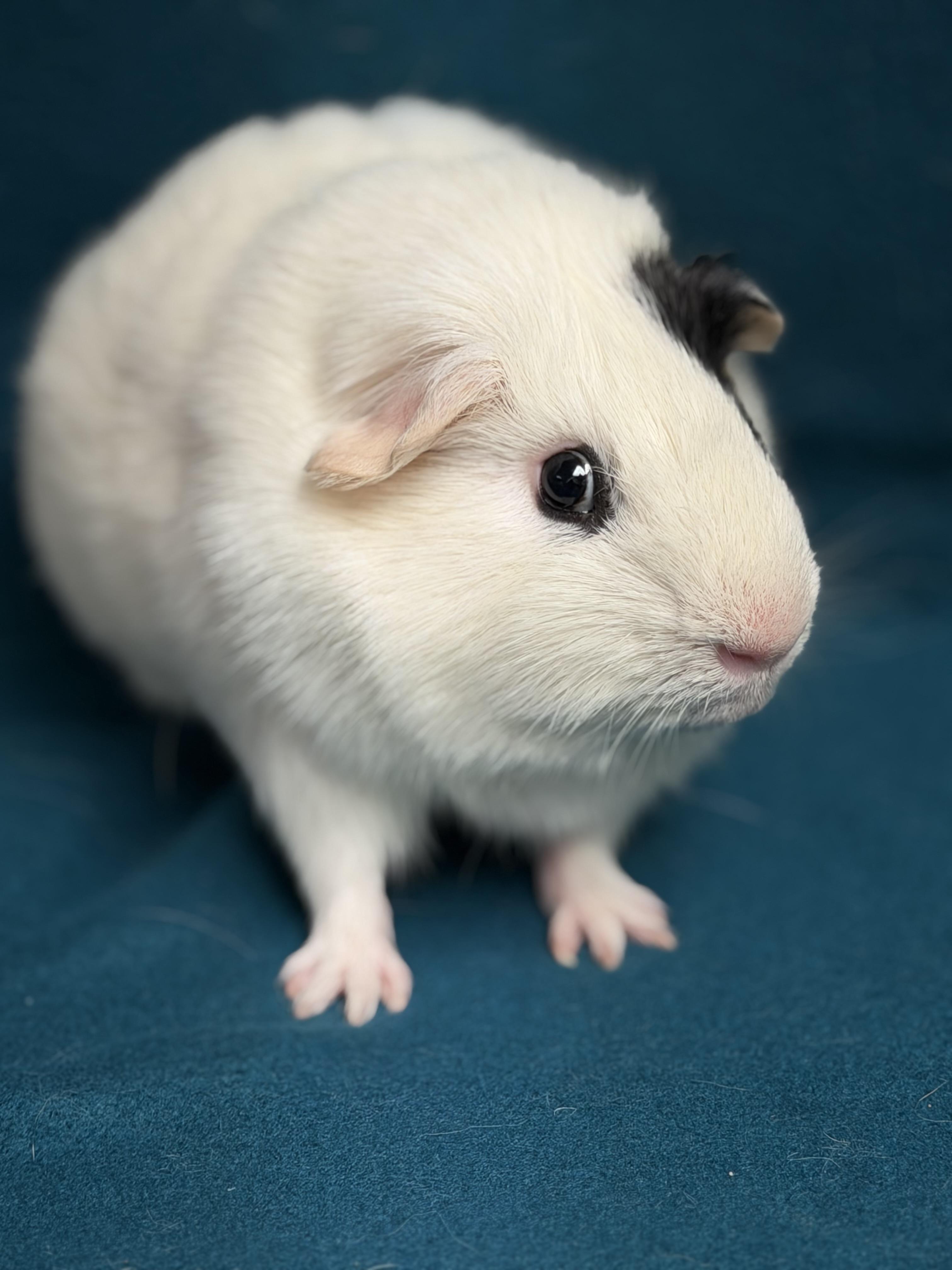 Enlarge Scout, a ADOPTABLE Guinea Pig in Edinburg, PA image 3/6