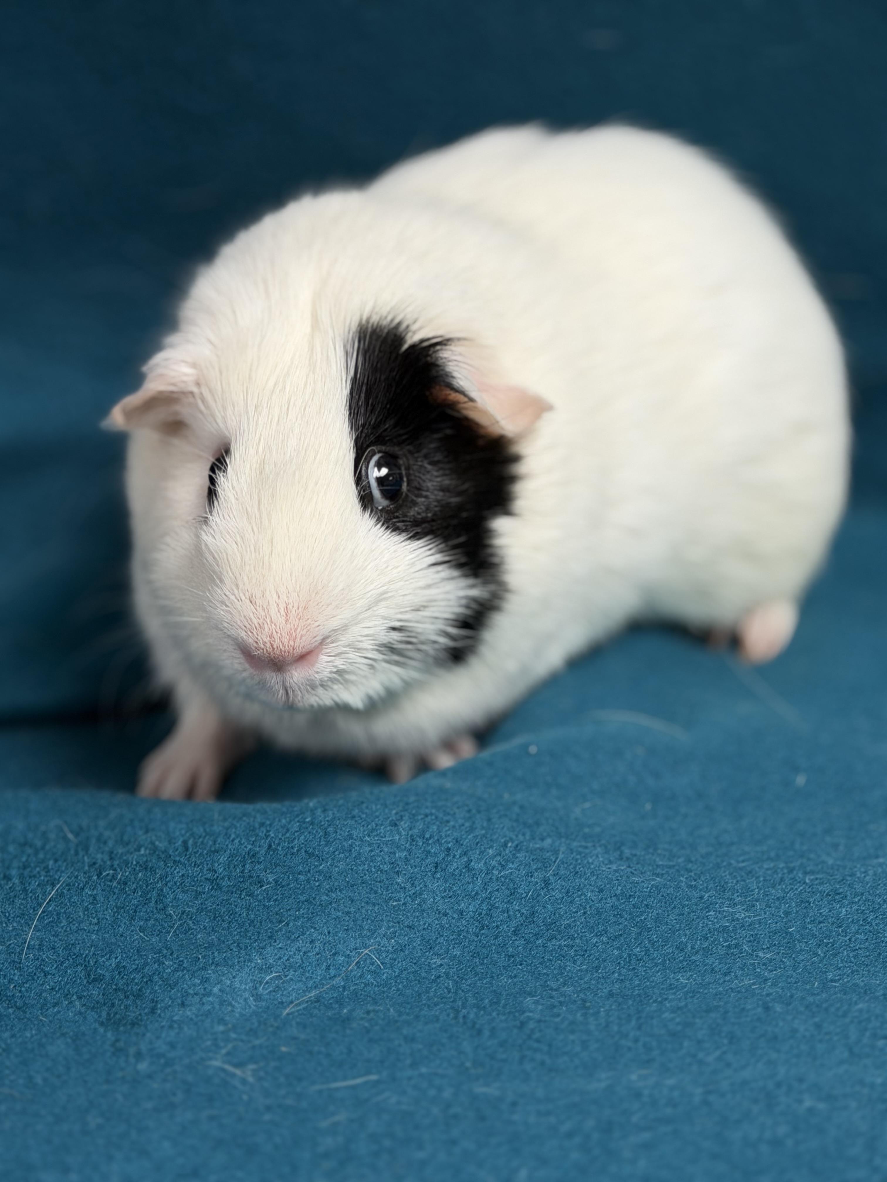 Scout, ADOPTABLE, Adult Male Guinea Pig.