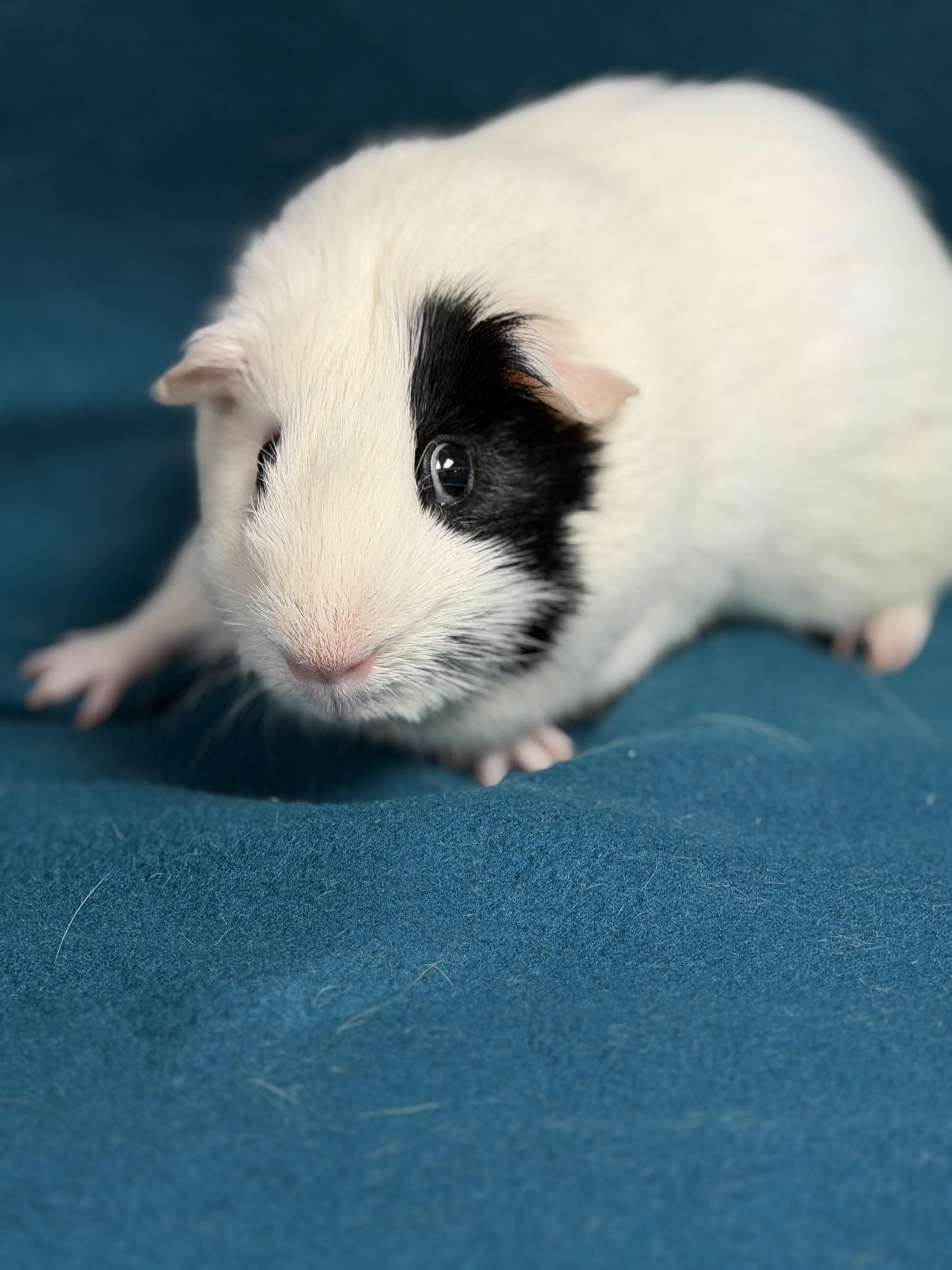 Enlarge Scout, a ADOPTABLE Guinea Pig in Edinburg, PA image 4/6