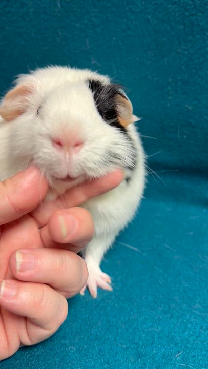 Enlarge Scout, a ADOPTABLE Guinea Pig in Edinburg, PA video 5/6